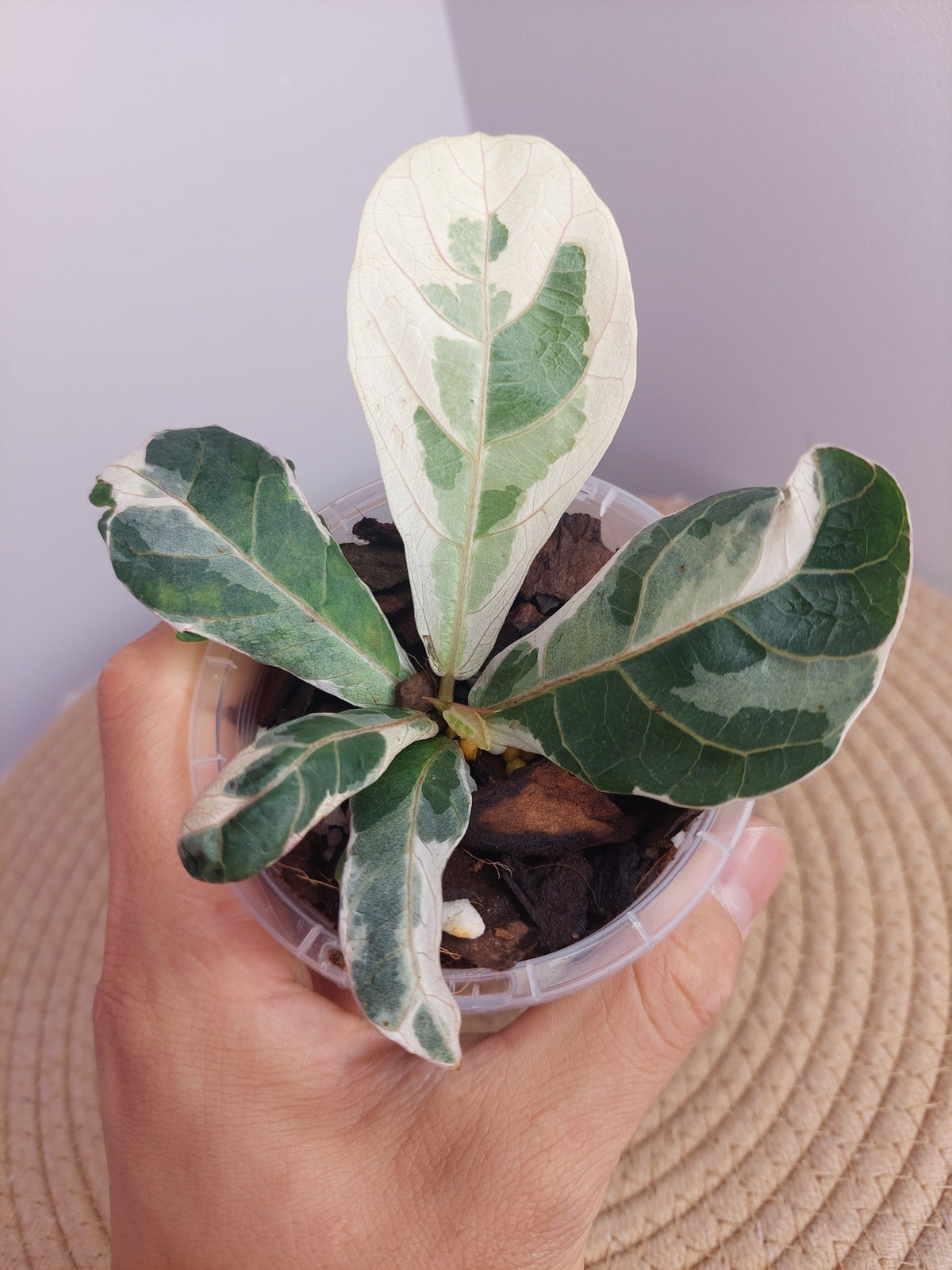 Ficus Lyrata Variegated - 1