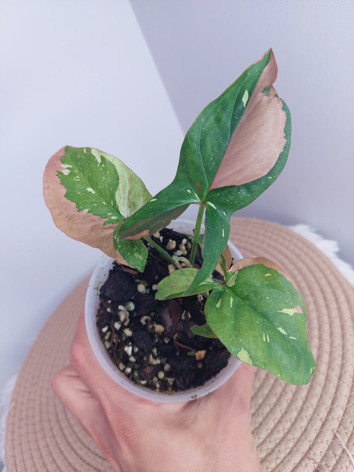 Syngonium Red Spot Tricolour #2