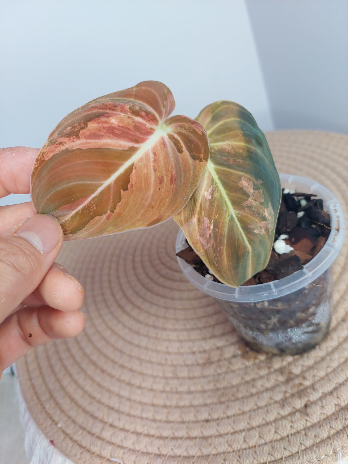 Philodendron Melanochrysum Variegated #1