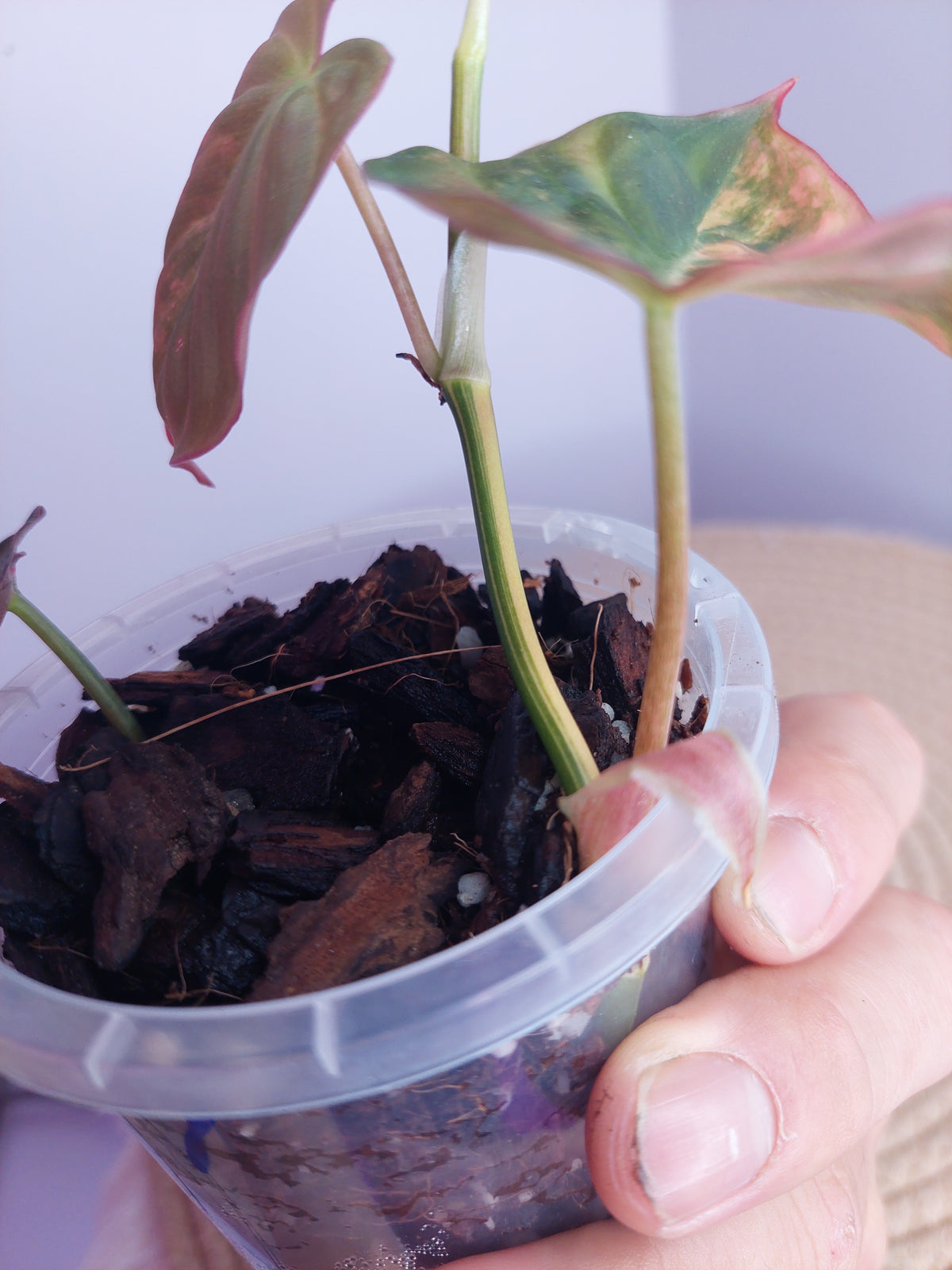 Philodendron Mican Variegated #A