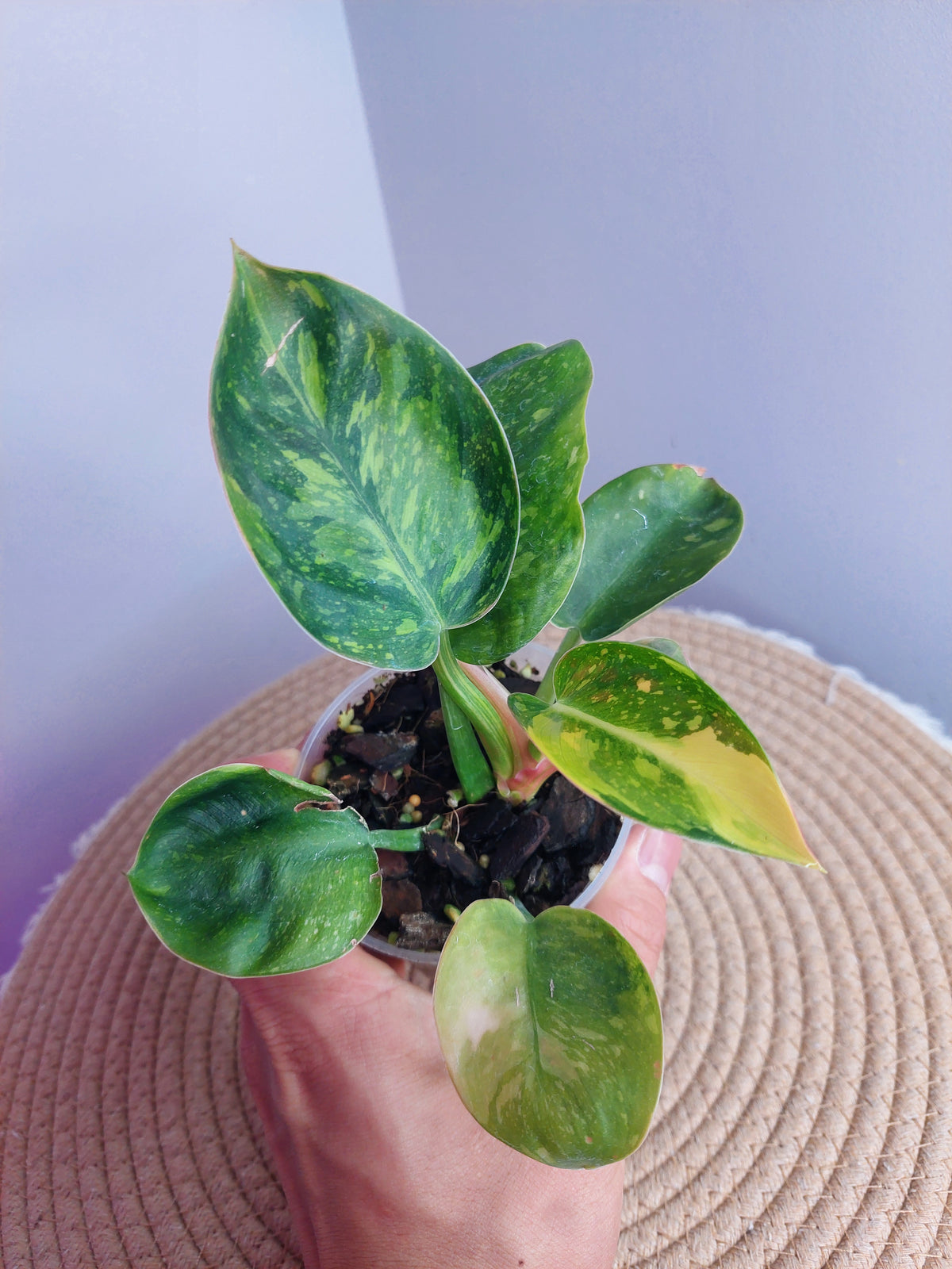 Philodendron Green Congo(Nuclear Congo) Variegated #A