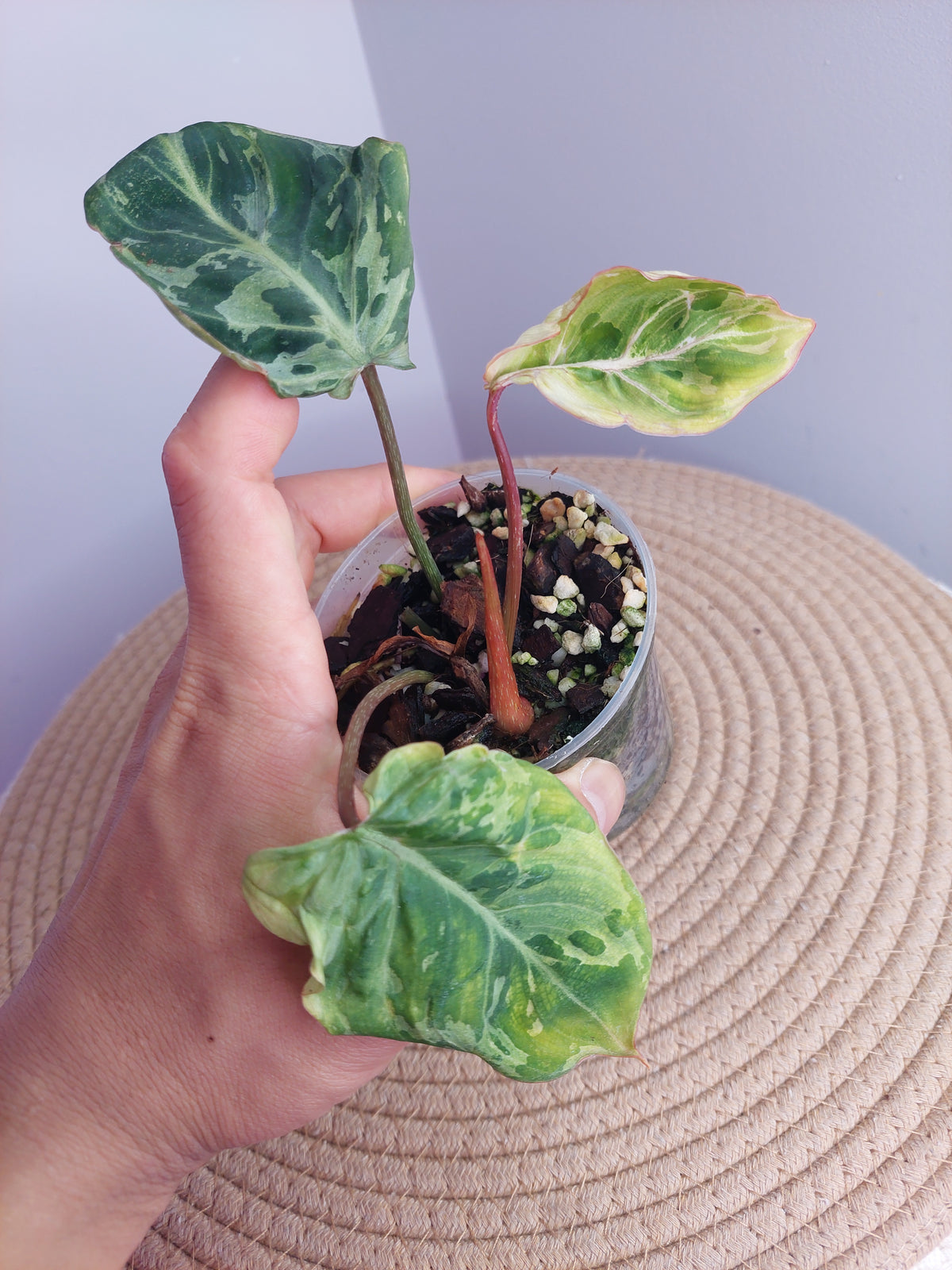 Philodendron Gloriosum Snow Leopard Variegated #A