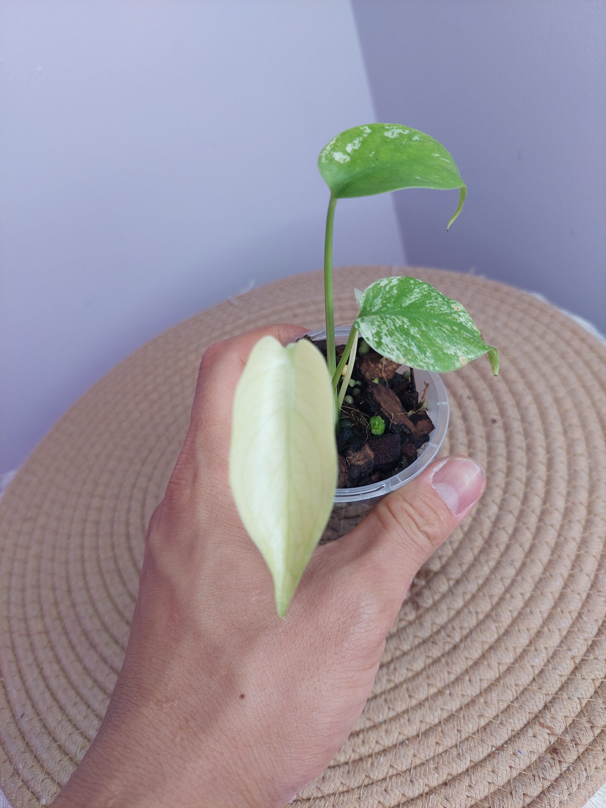Monstera White Monster #B