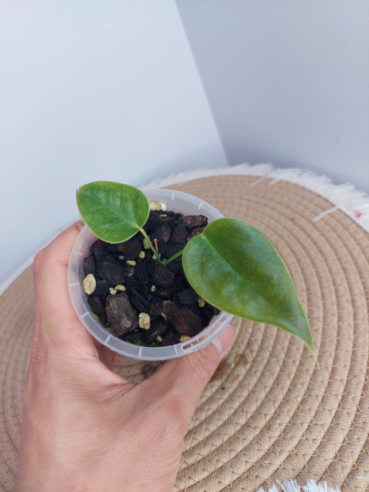 Anthurium Veitchii 1