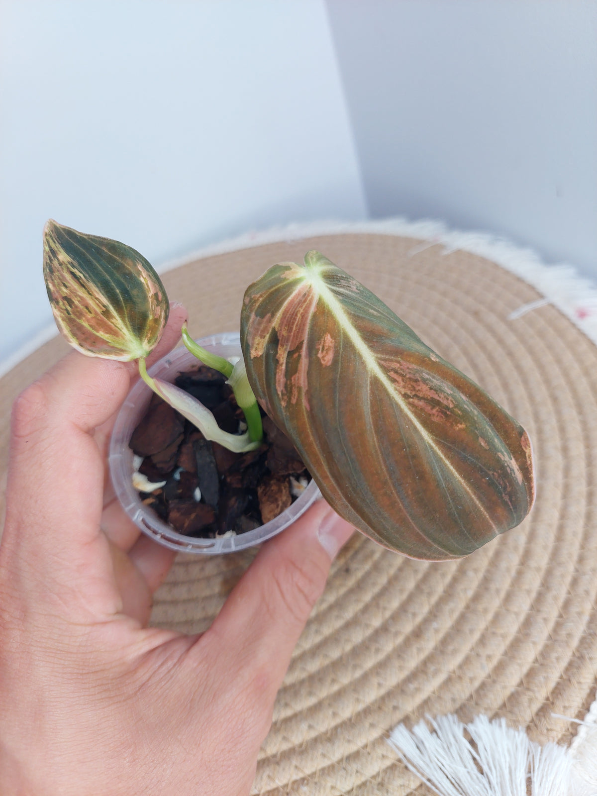Philodendron Melanochrysum Variegated 1