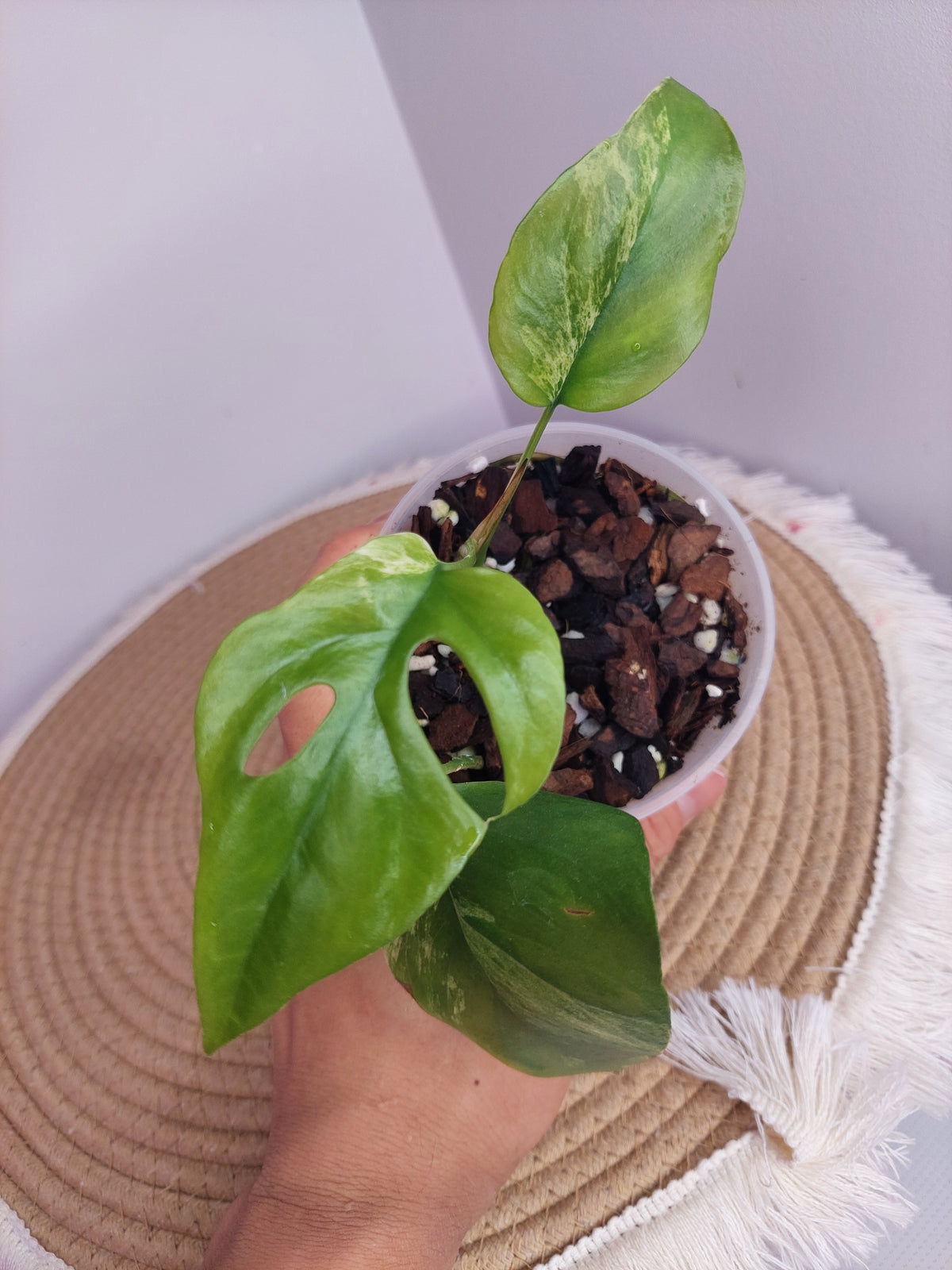 Rhaphidophora Tetrasperma(Minima) Variegated 1