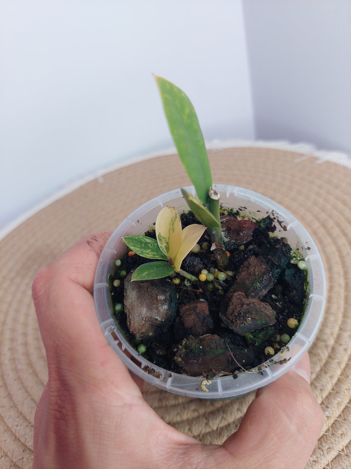 ZZ plant variegated 2