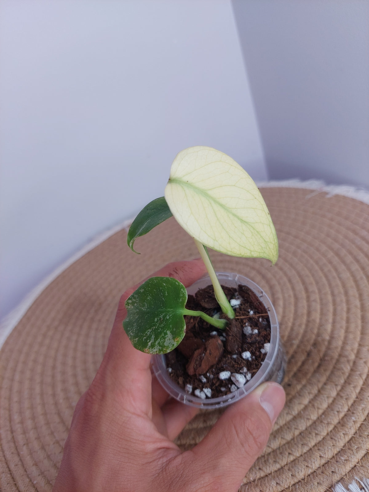 Monstera White Monster 1
