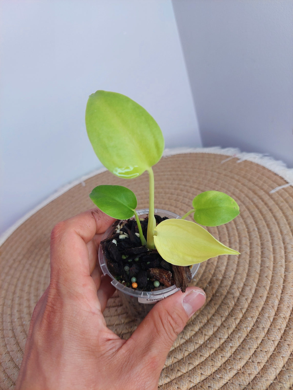 Monstera Lemon Lime 1