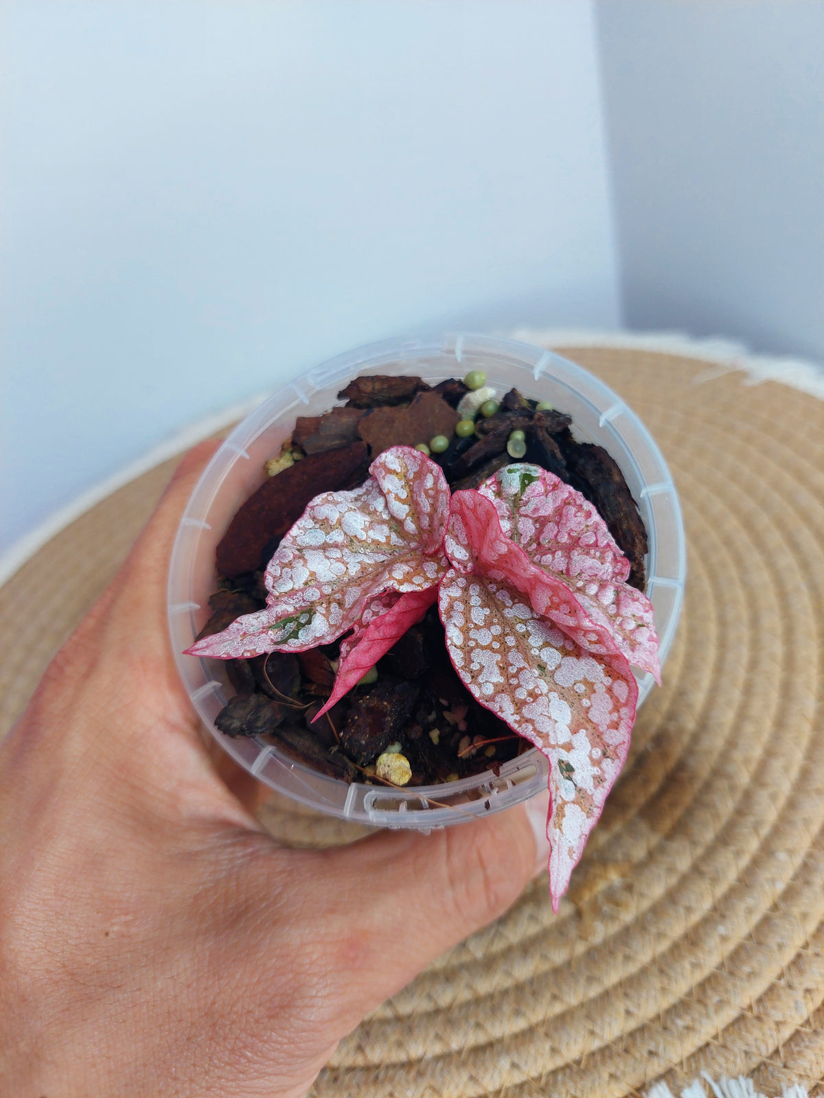 Begonia Snow Capped Variegated 1