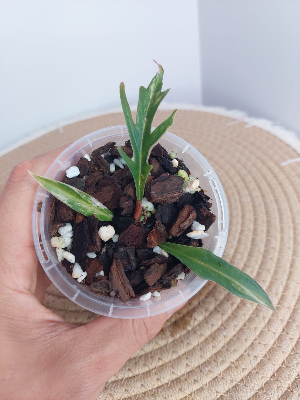 Philodendron Tortum Variegated 1
