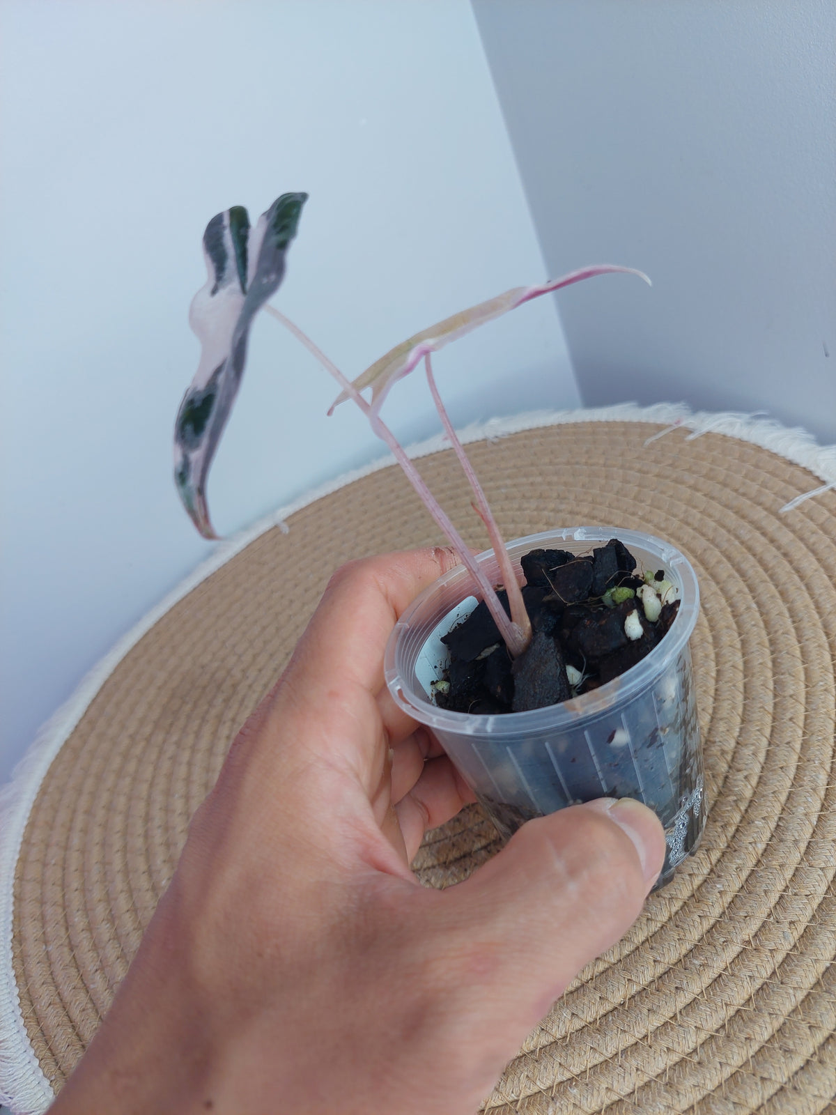 Alocasia Nobilis Pink Variegated 1