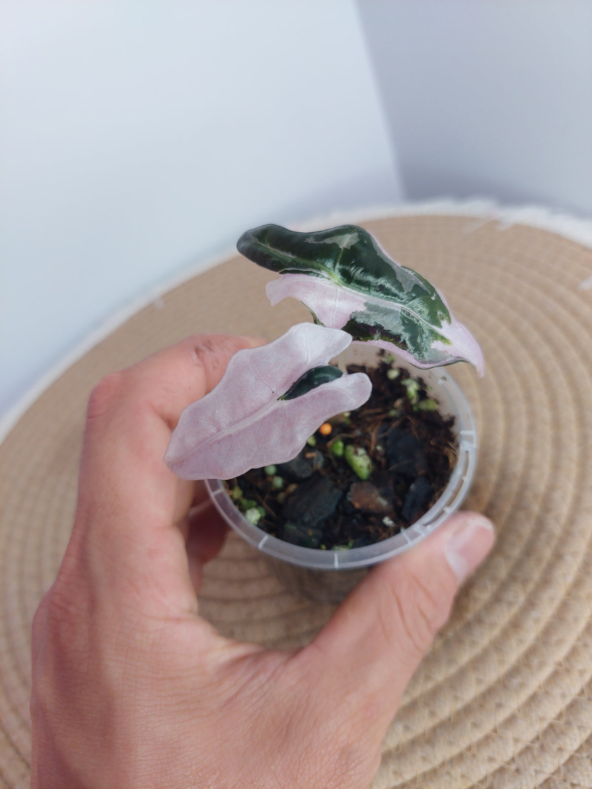 Alocasia Nobilis Pink Variegated 3