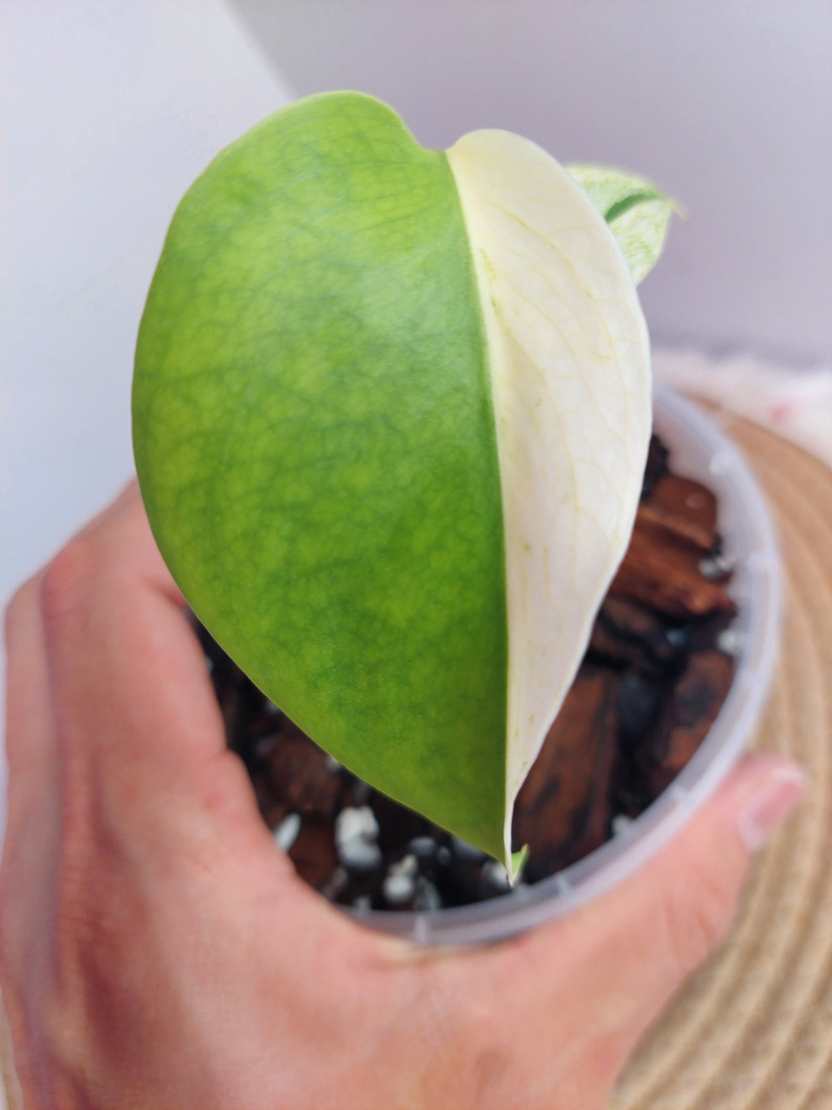 Monstera Jungle Mint 1