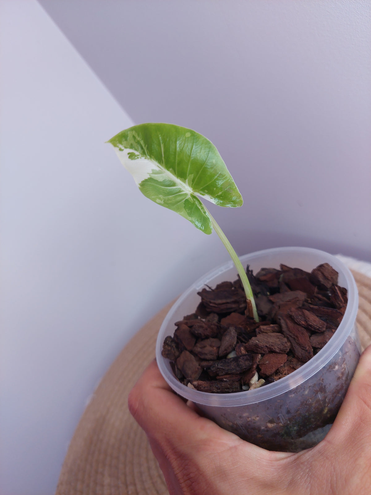 Alocasia Macrorrhiza Variegated #1