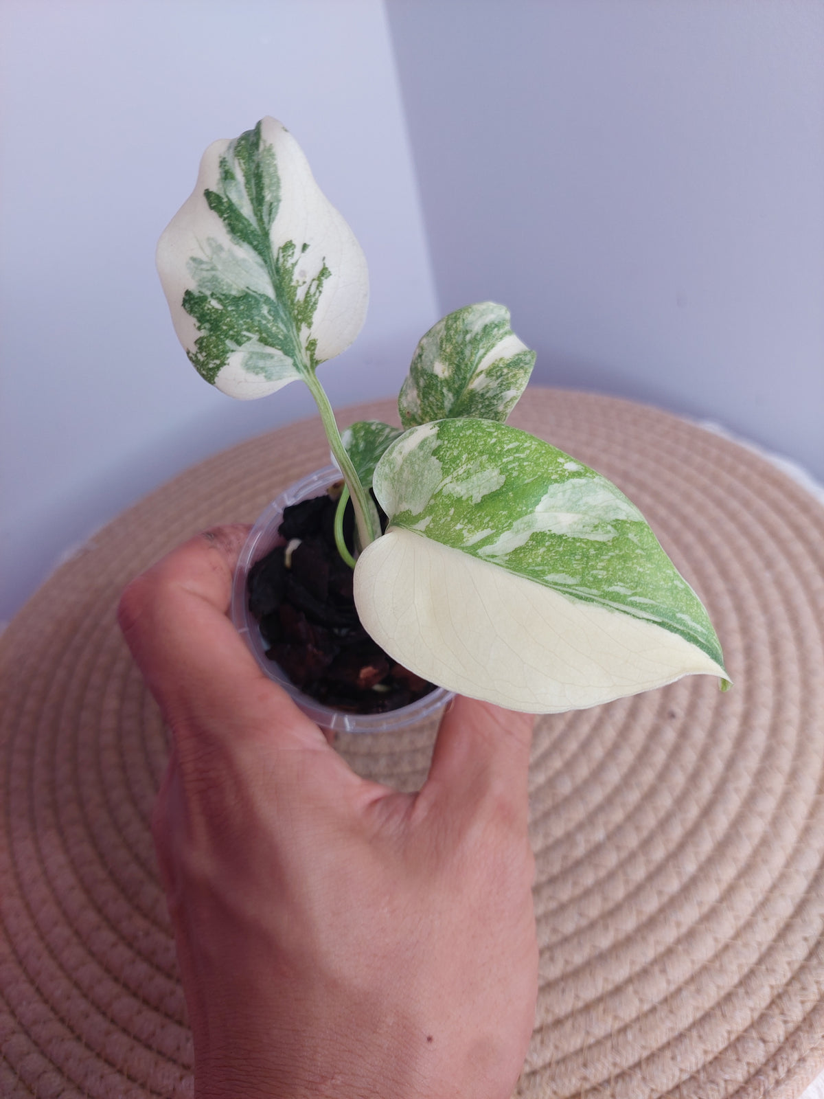 Monstera Cream Cheese #1