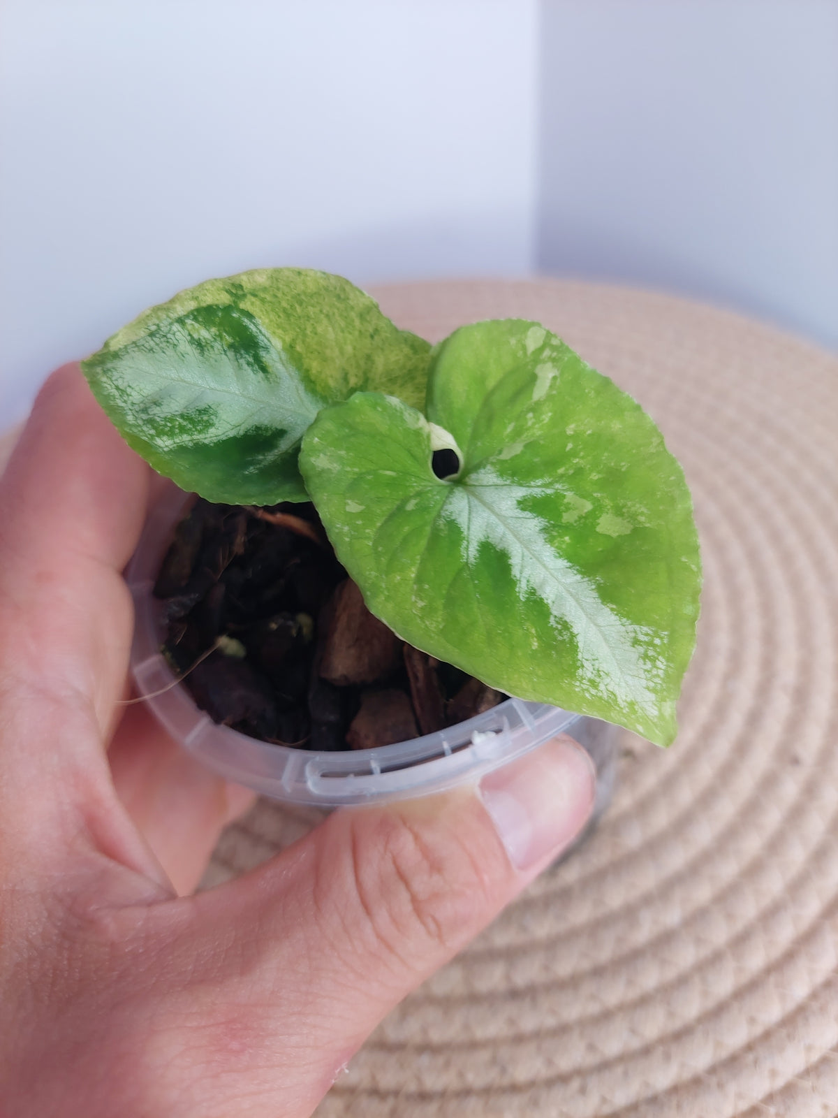 Syngonium Scrambled Eggs #1