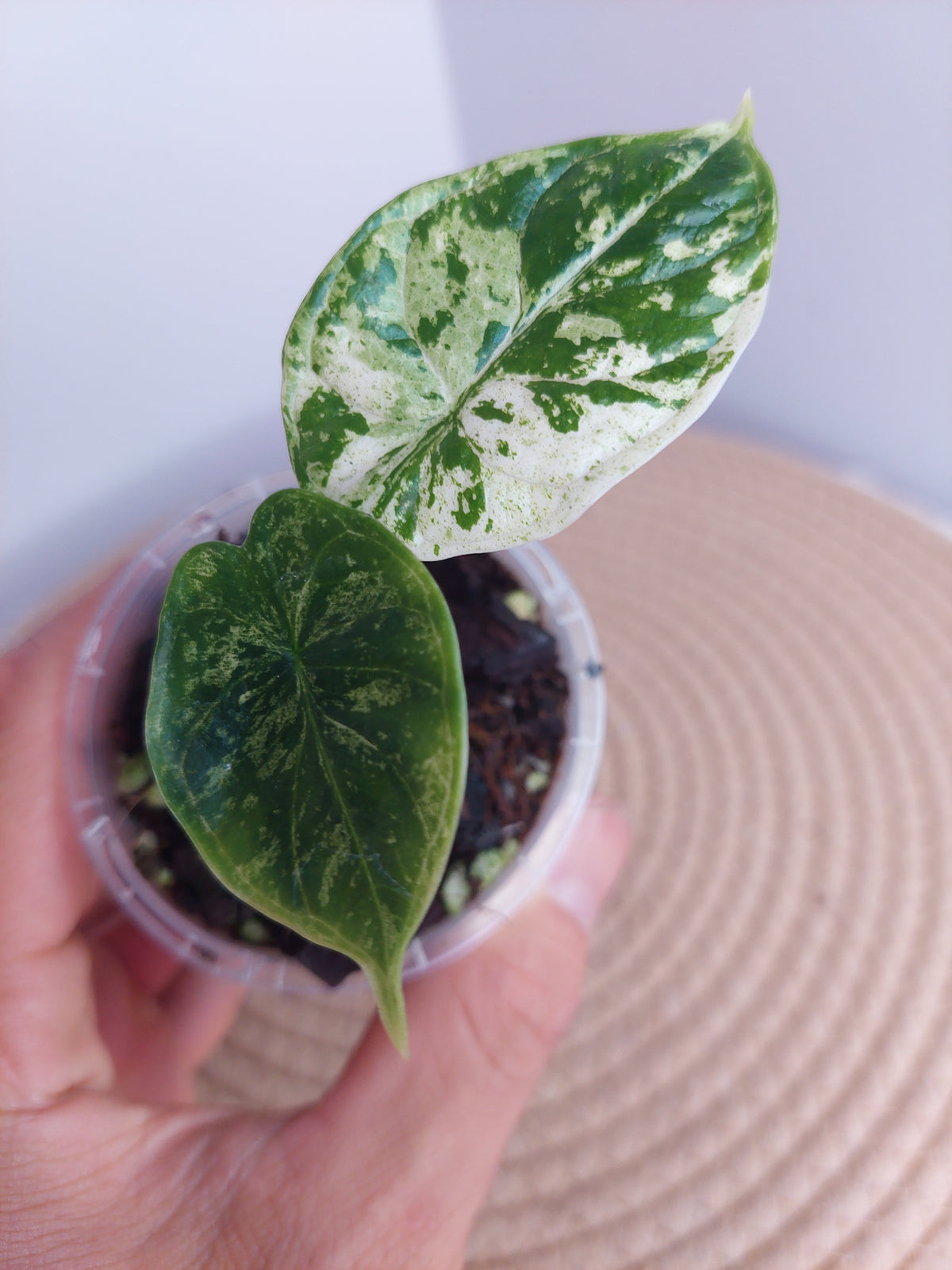 Alocasia Dragon Scale Mint #1