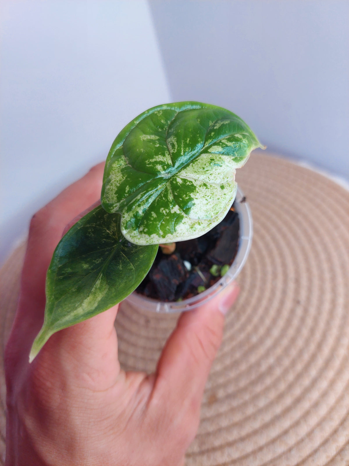 Alocasia Dragon Scale Mint #2