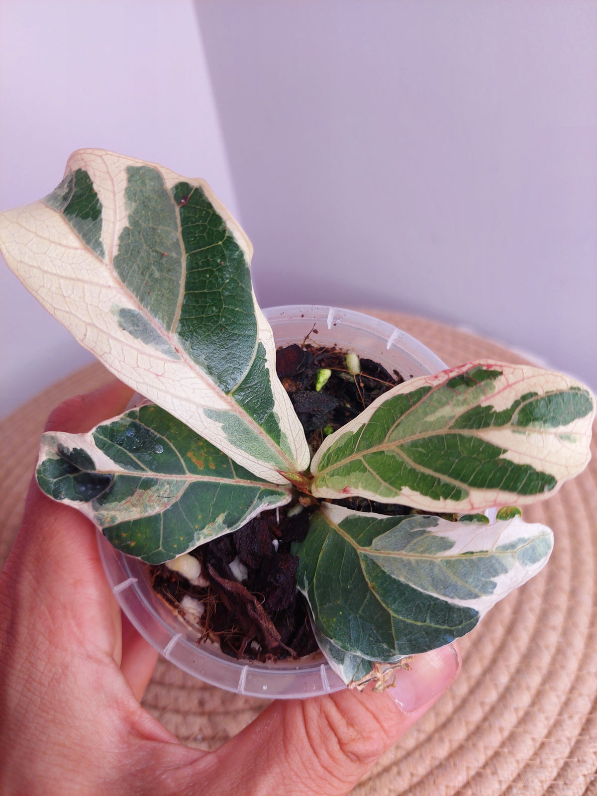 Ficus Lyrata Variegated #1