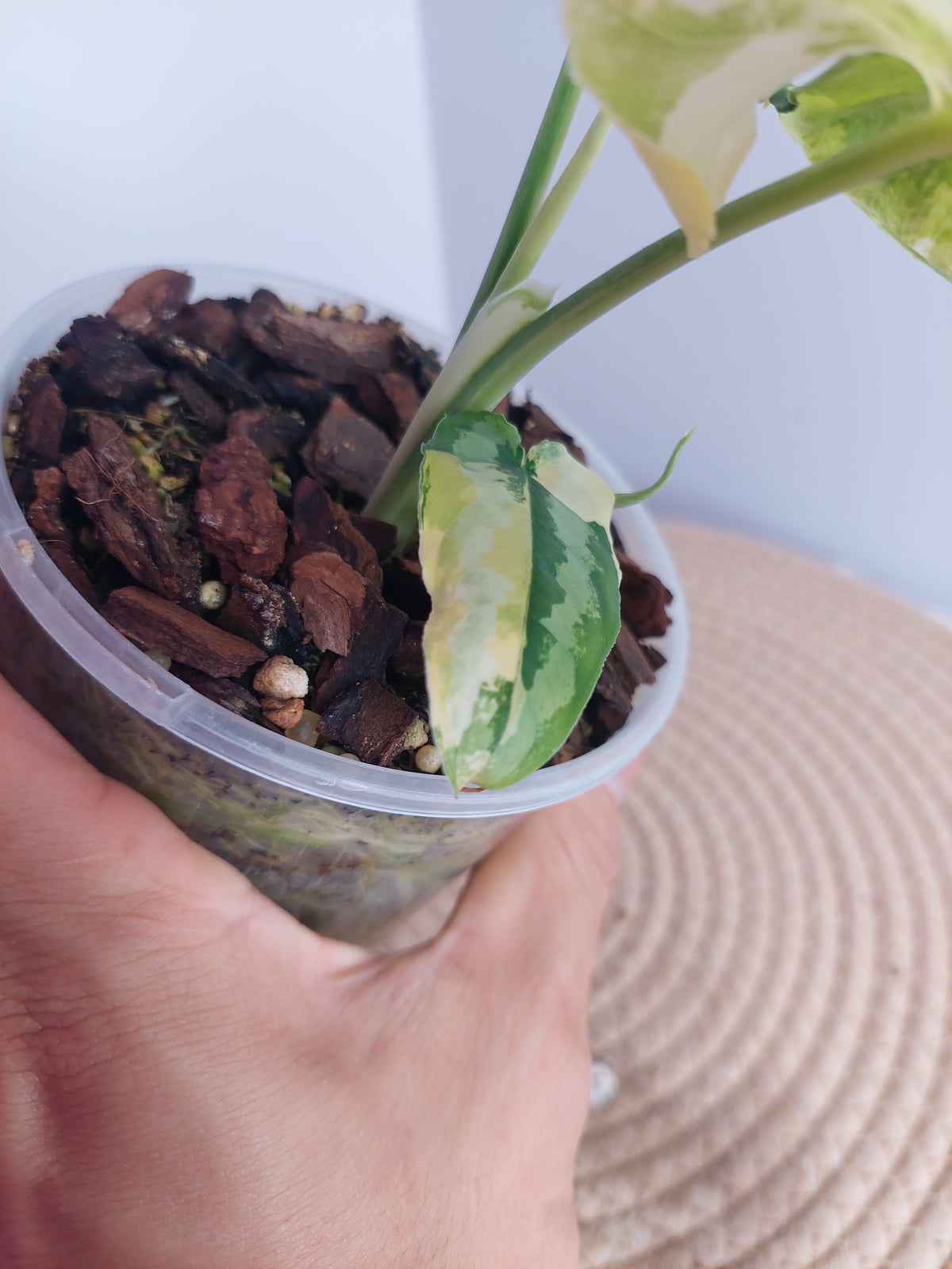 Schismatoglottis Wallichii Variegated #1