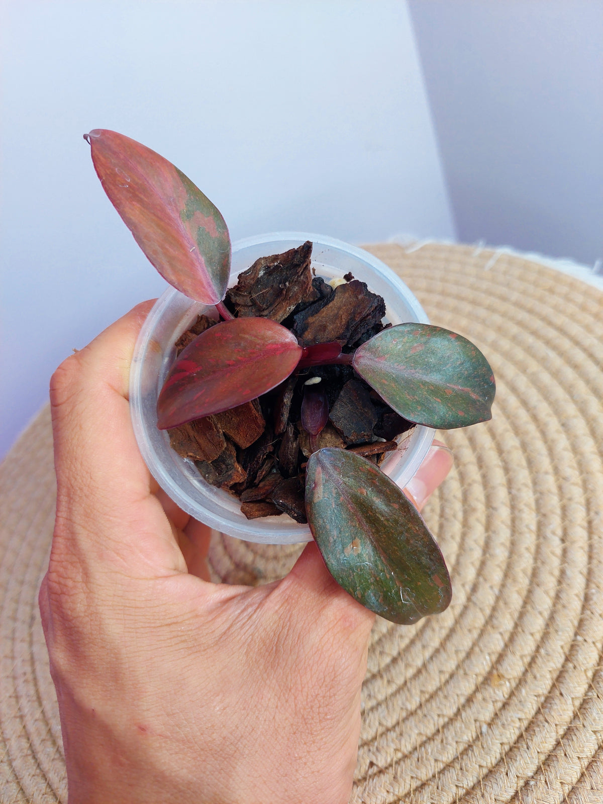 Philodendron Orange Princess Variegated 1