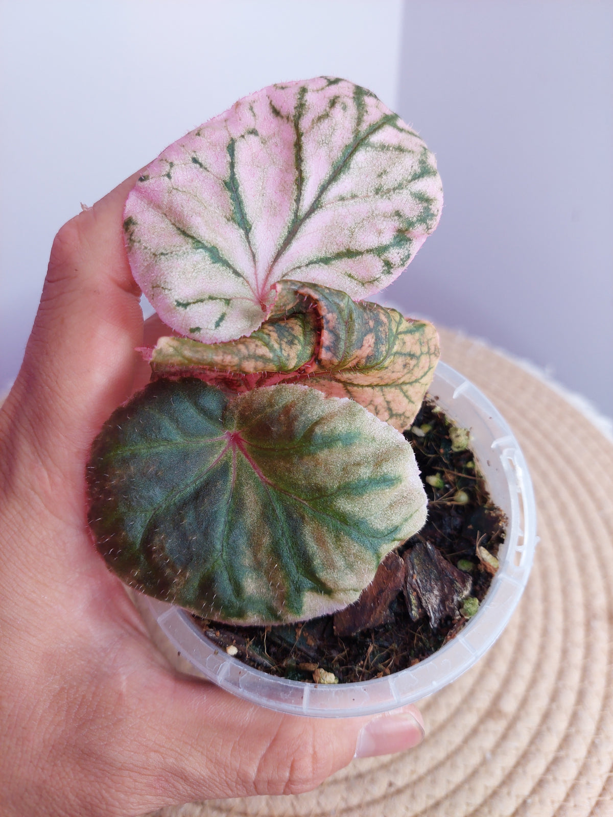 Begonia Midnight Sun 1