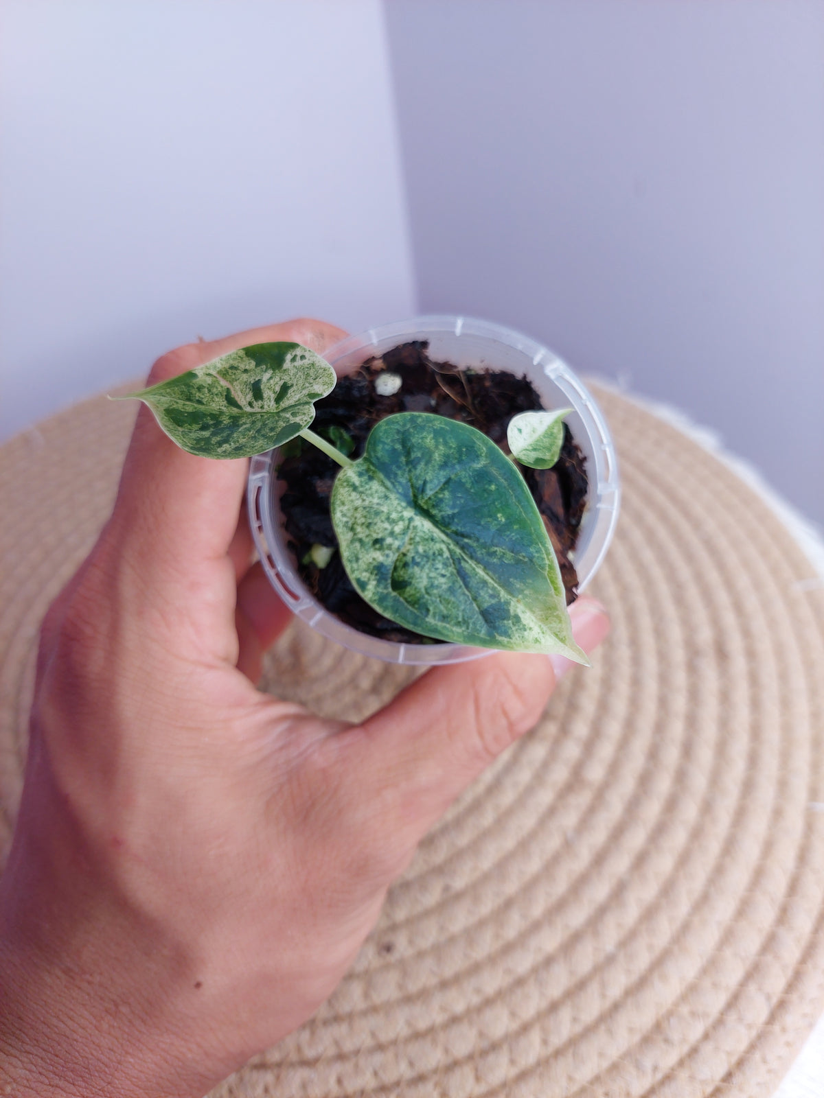 Alocasia Dragon Scale Mint 1