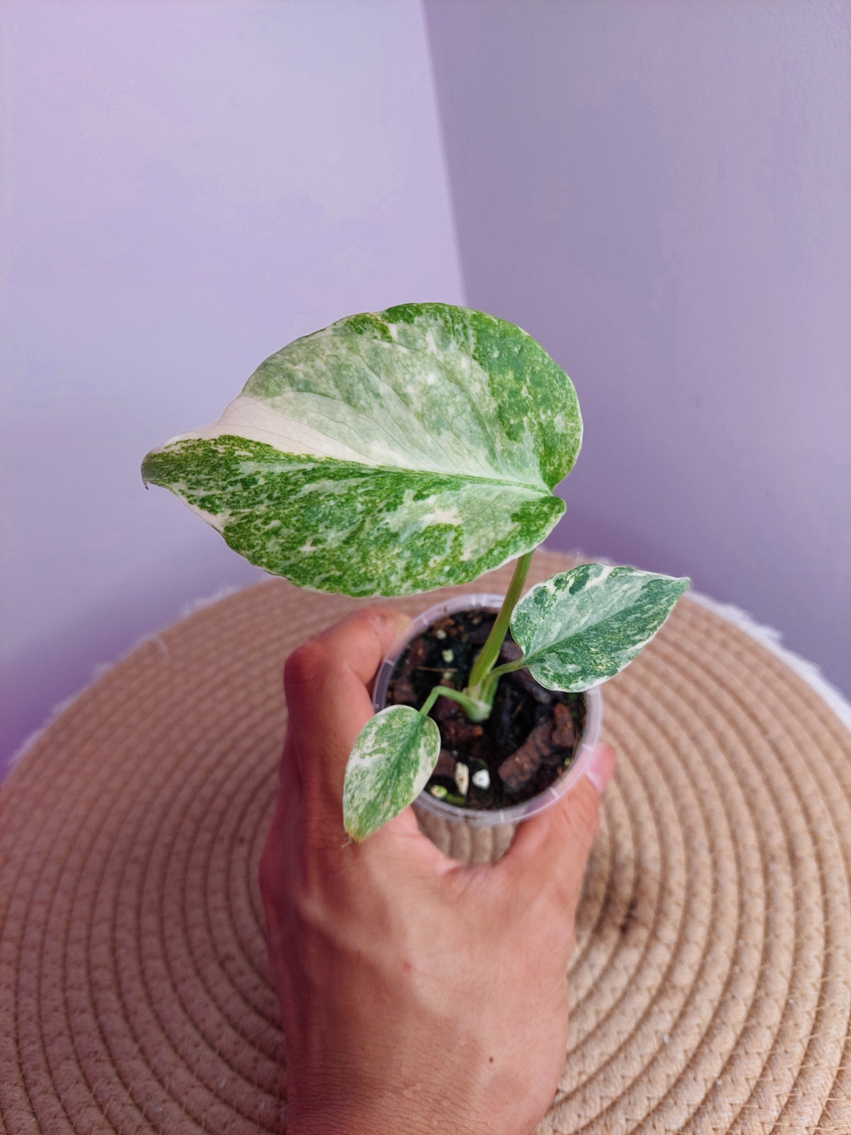Monstera Green Snow 1