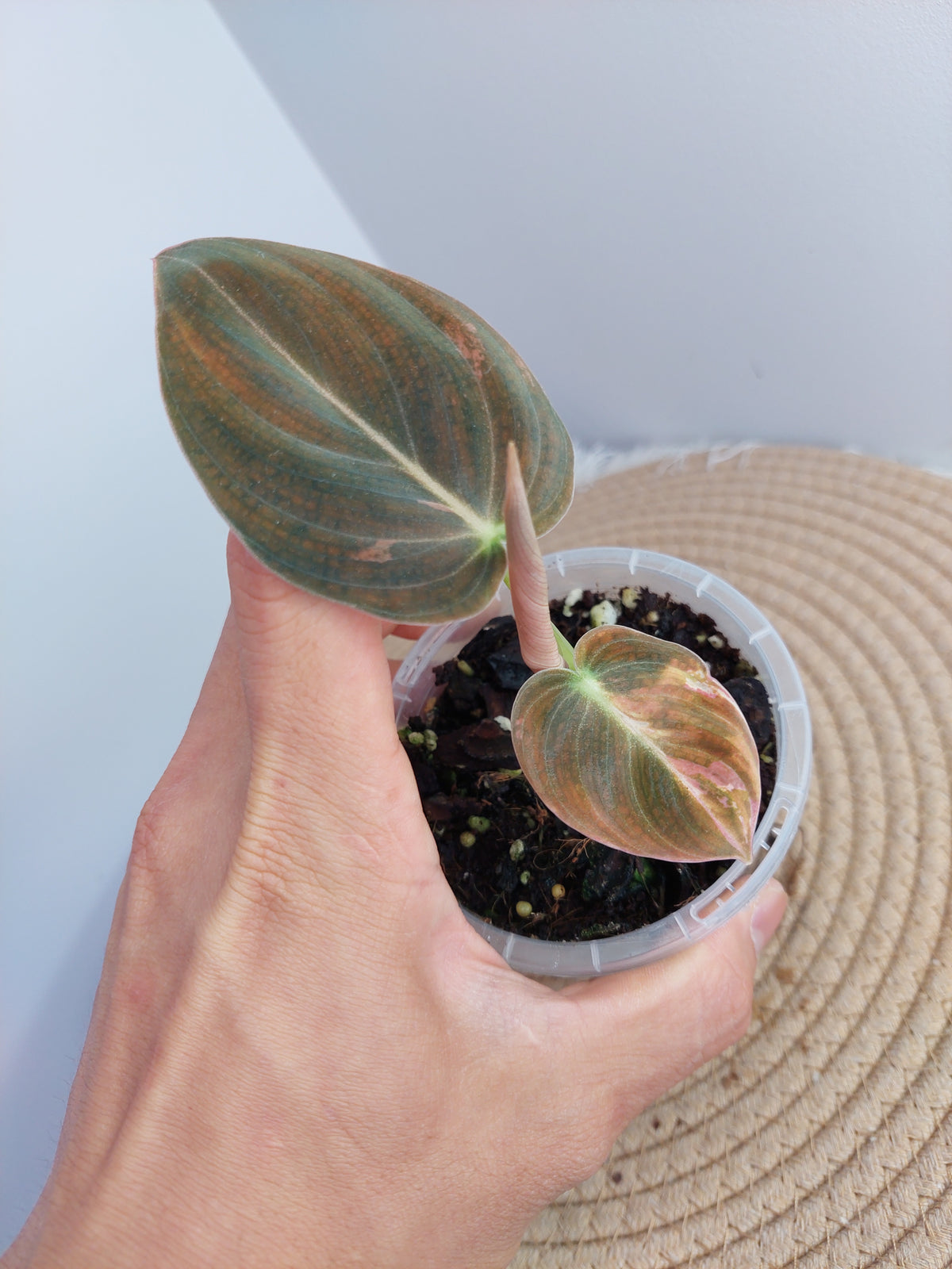 Philodendron Melanochrysum Variegated -1