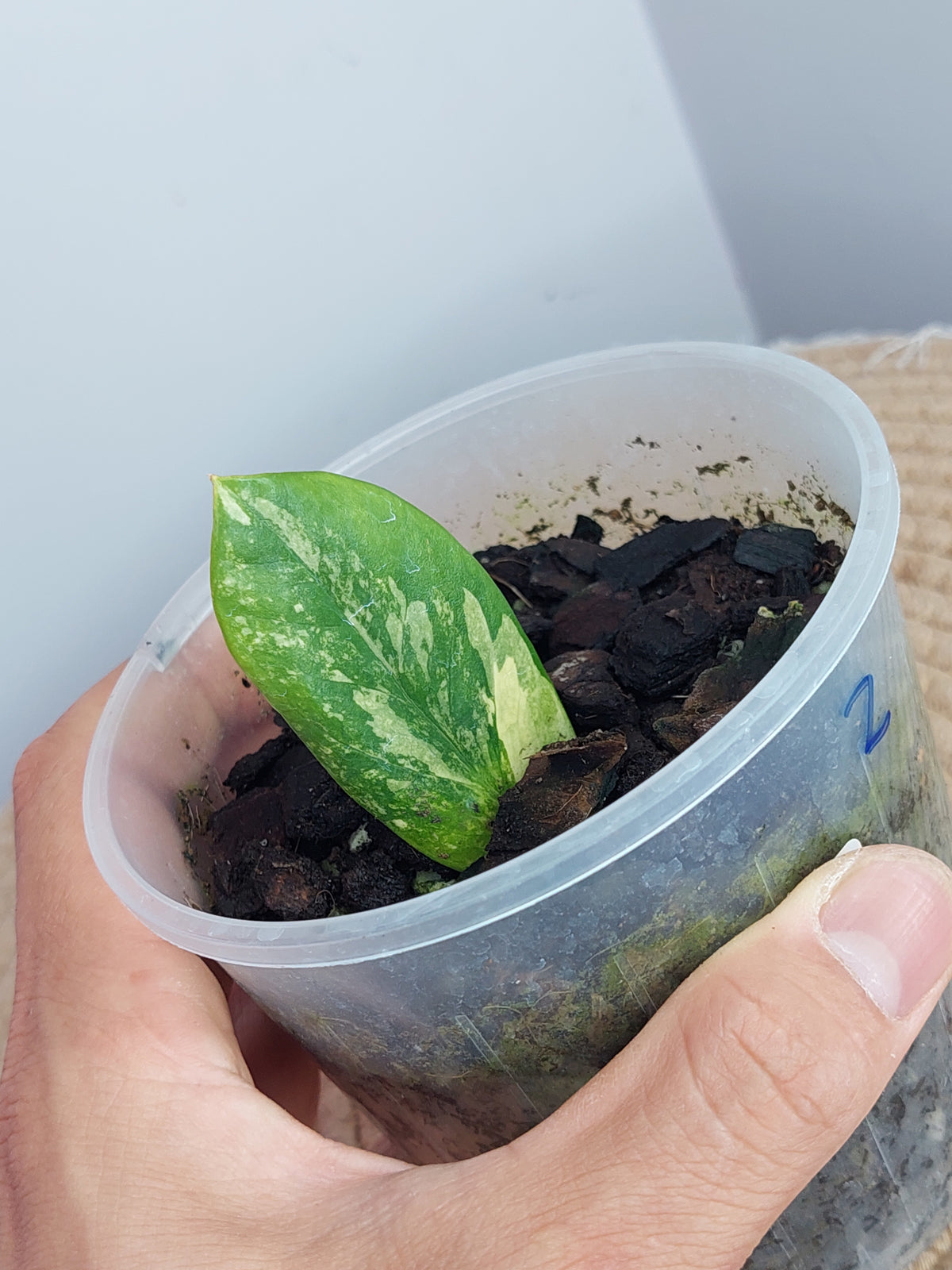 ZZ plant variegated -2