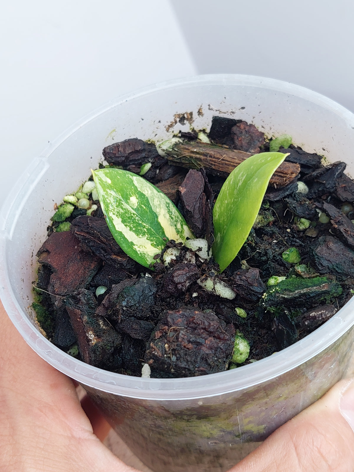 ZZ plant variegated -3