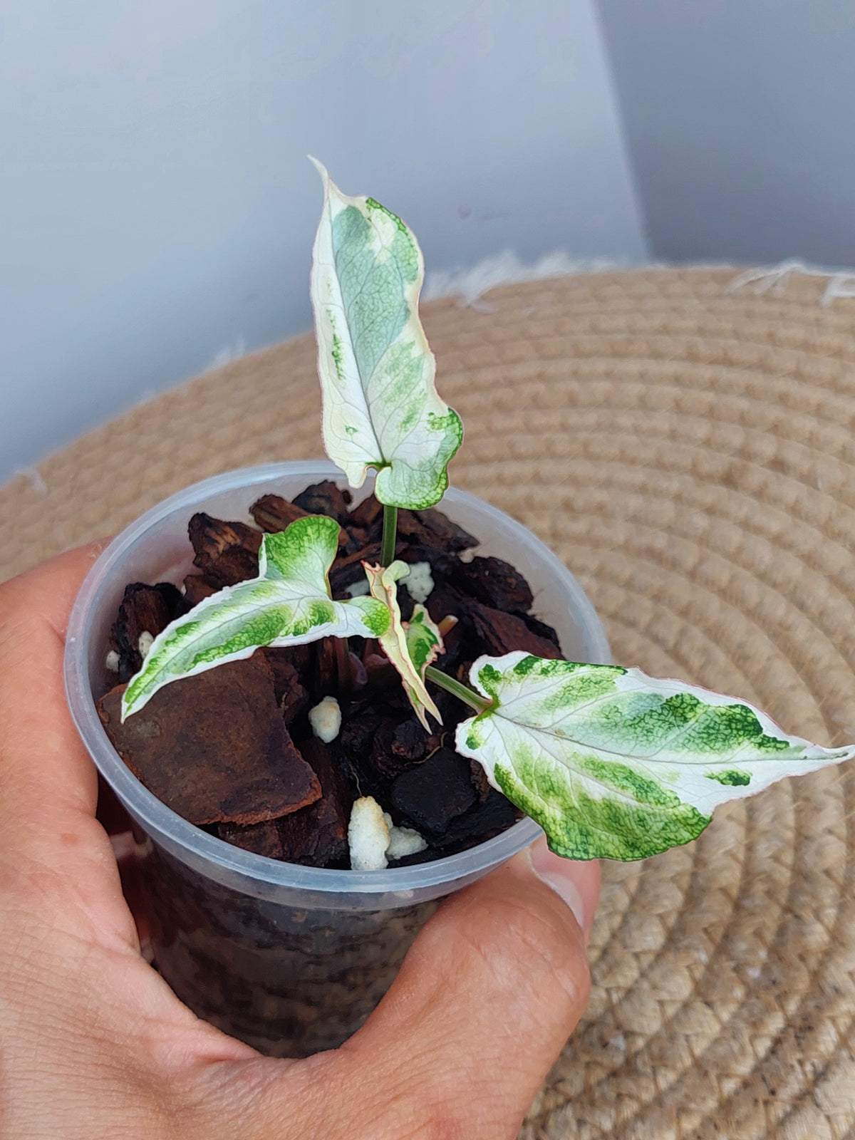 Syngonium Starlite - 1