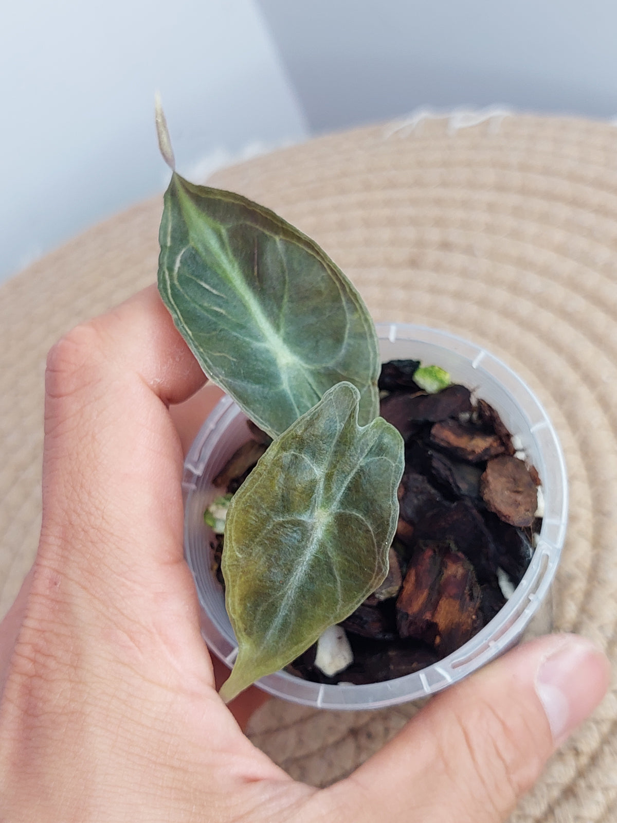 Alocasia Venom - 2