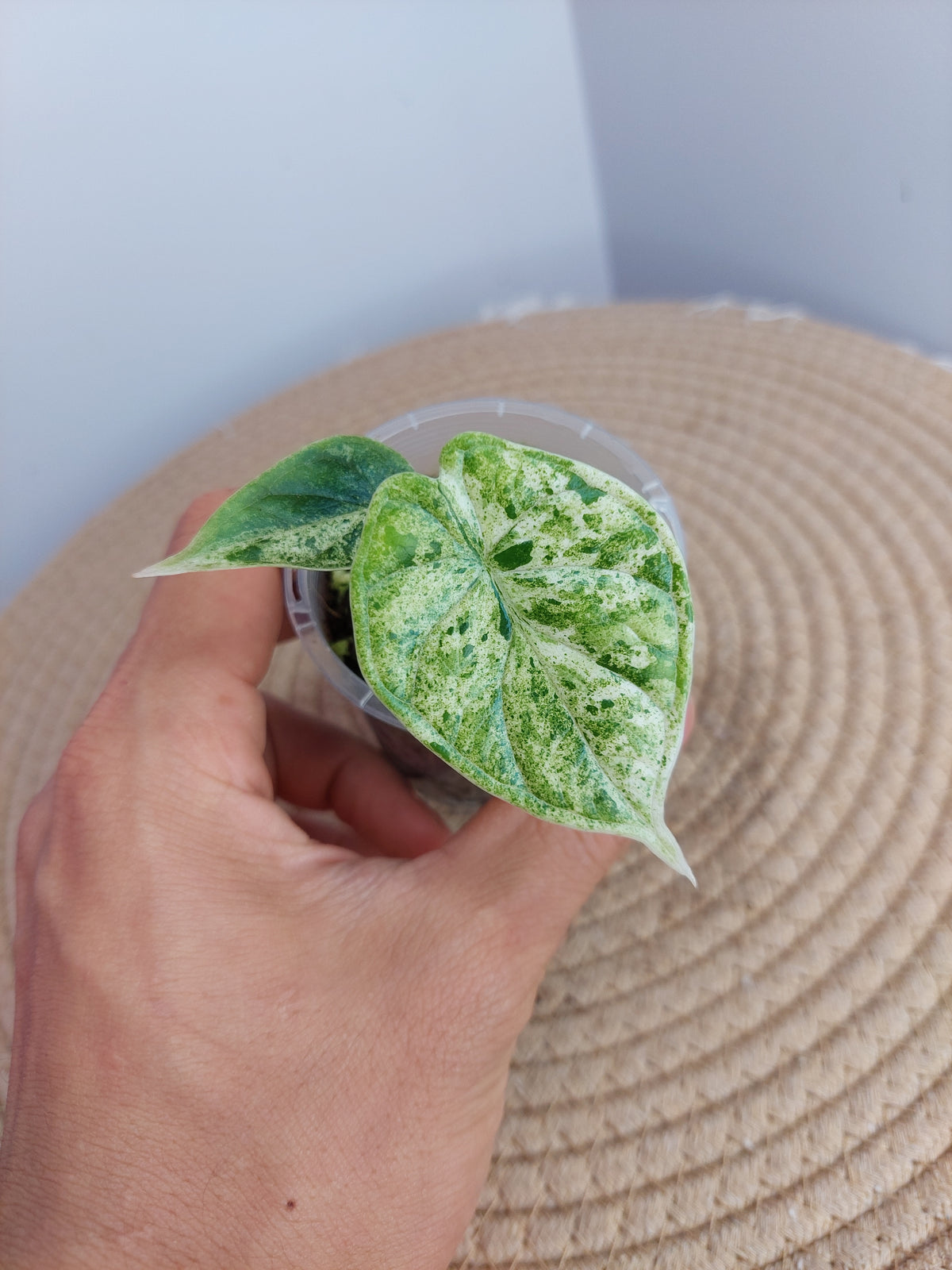 Alocasia Dragon Scale Mint -1