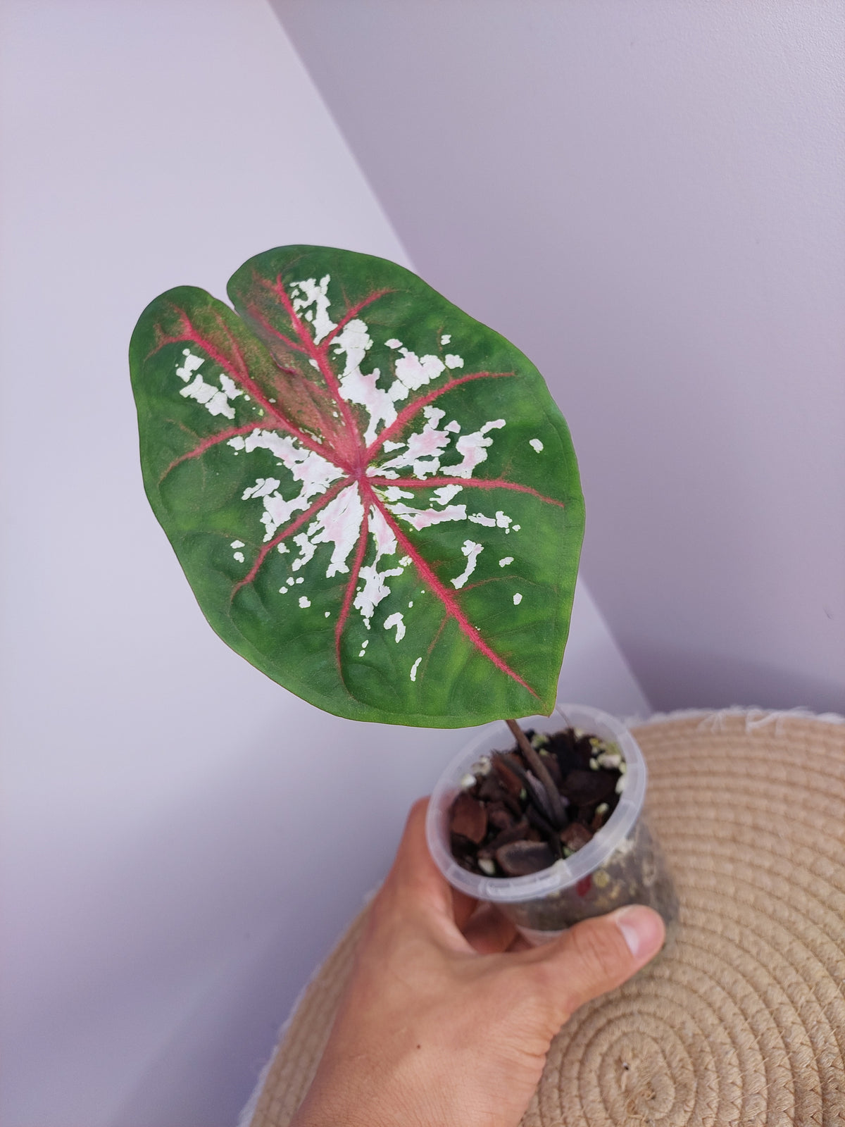 Caladium Clowning Around -1