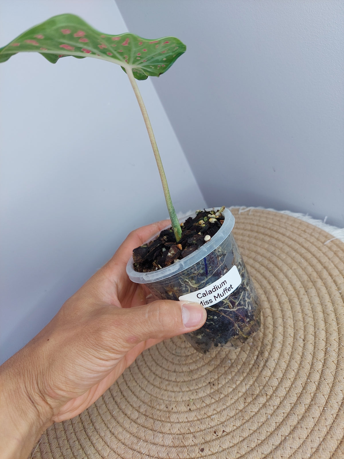 Caladium Miss Muffet -1
