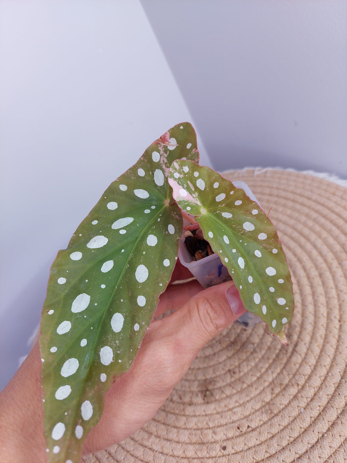 Begonia Maculata Pink Variegated - 1
