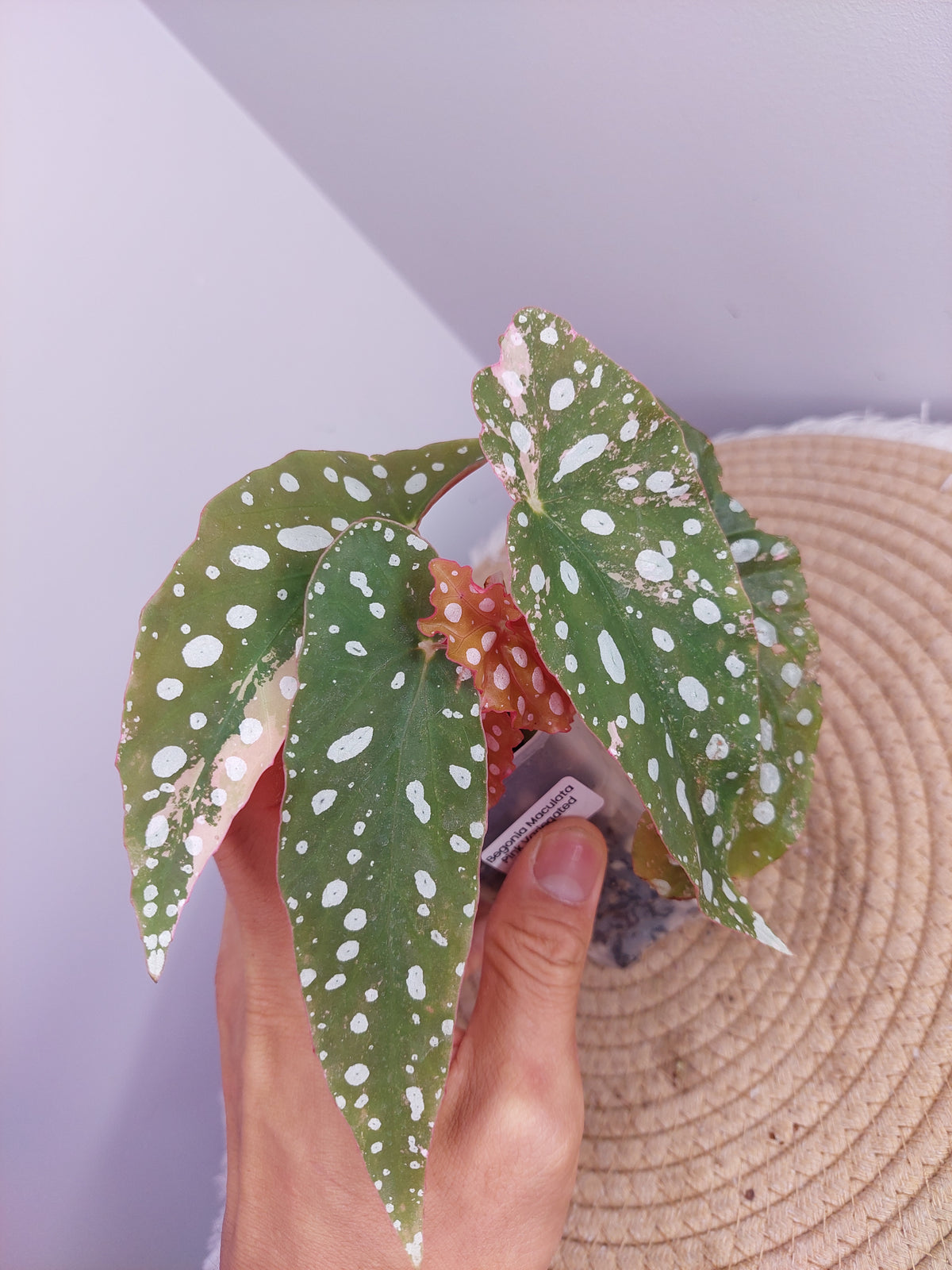 Begonia Maculata Pink Variegated - 2