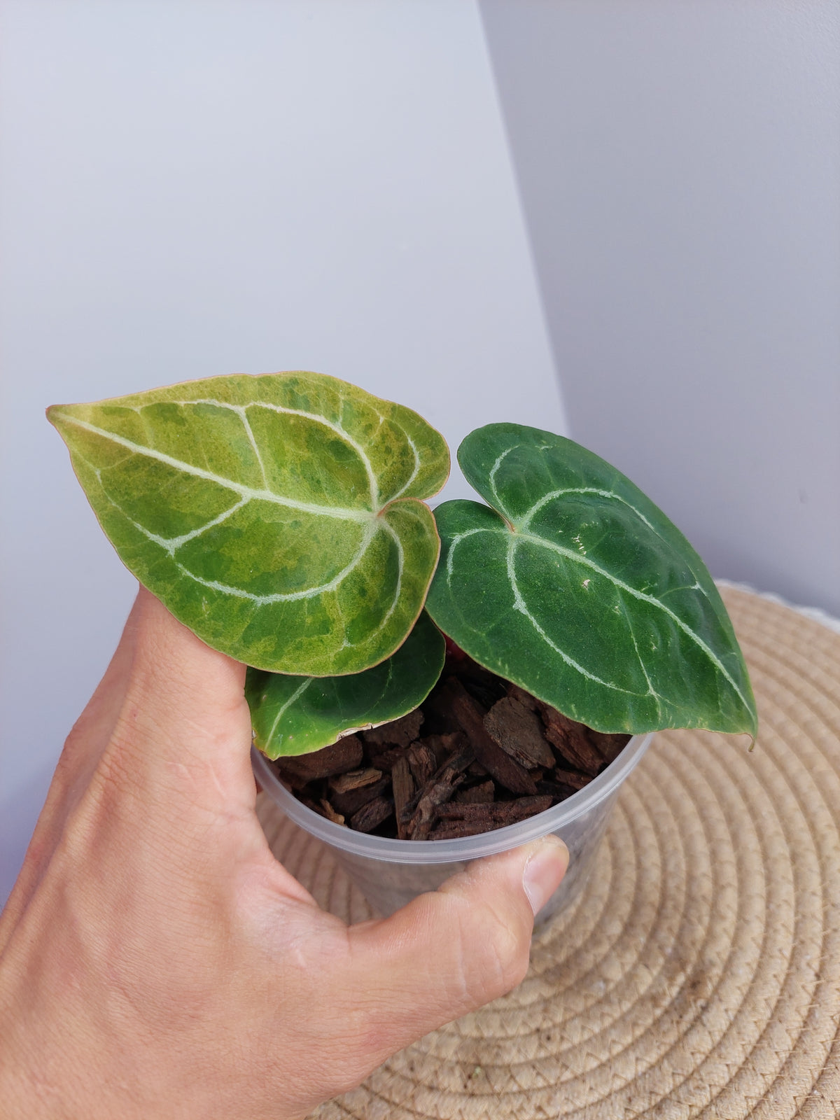 Anthurium Hoffmannii X Variegated -1