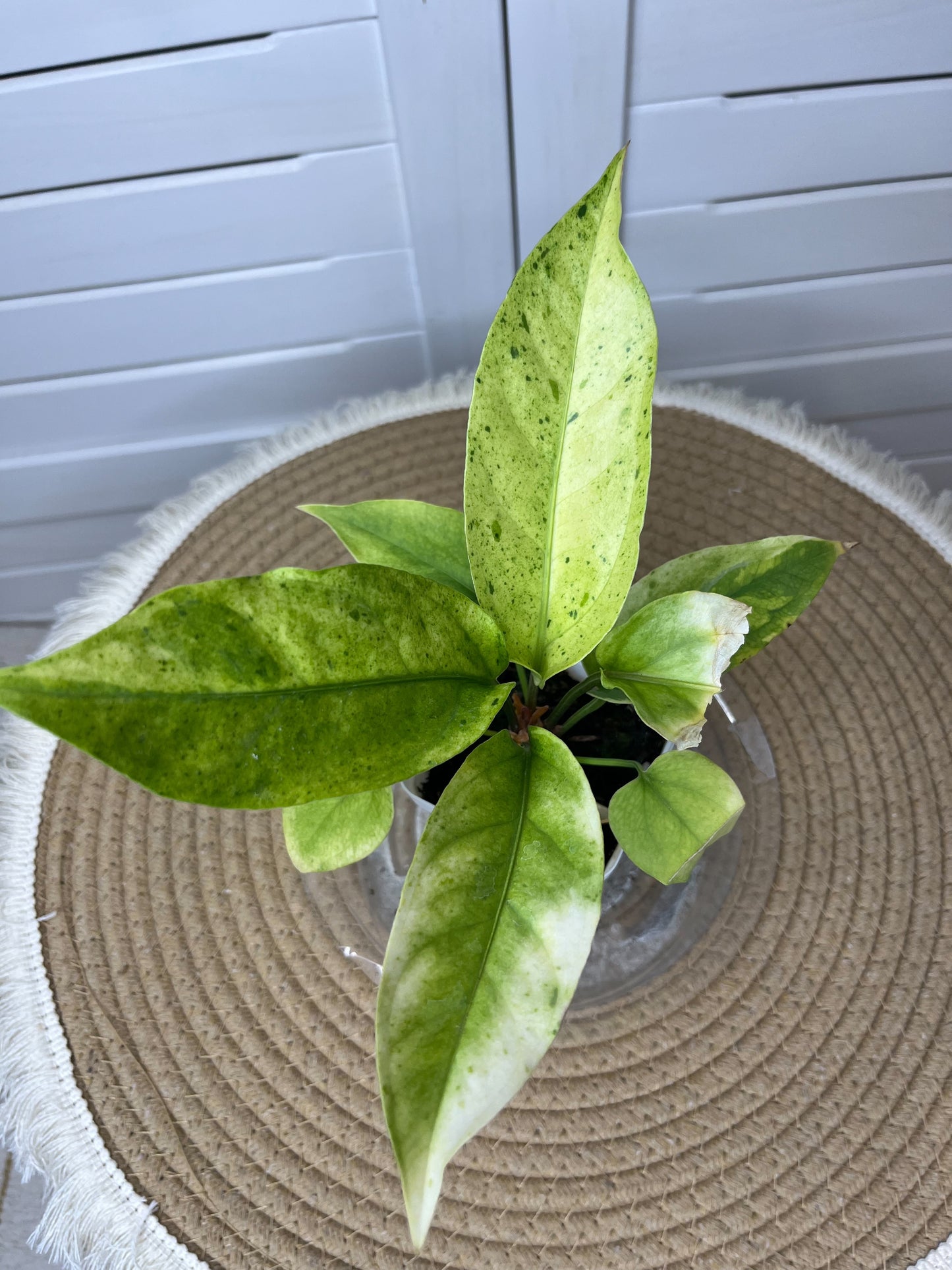 Anthurium Hookeri Variegated 20