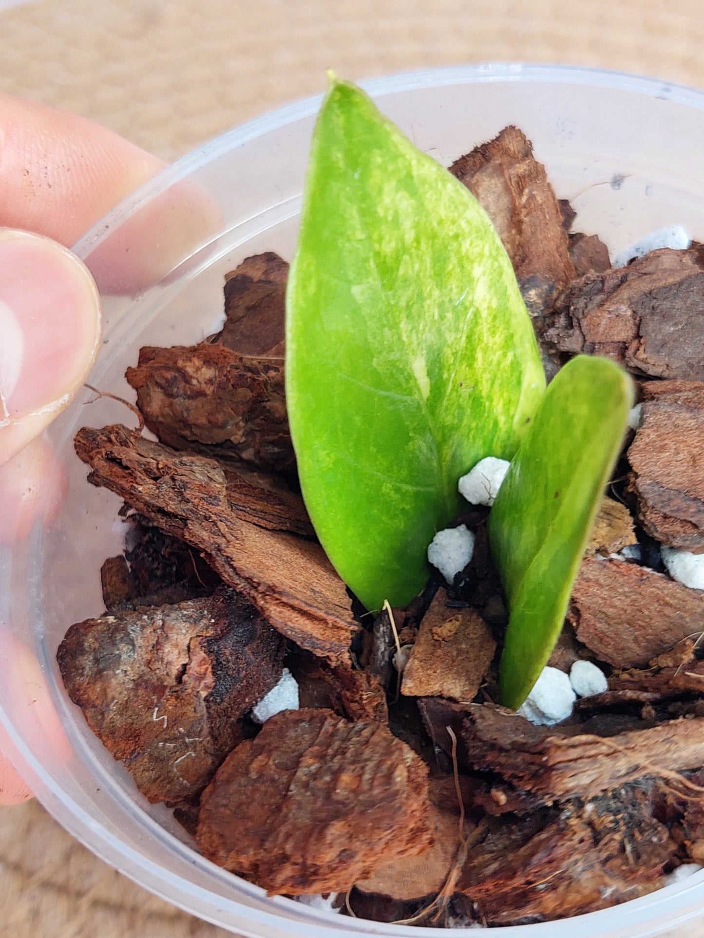 ZZ Plant Variegated - 2