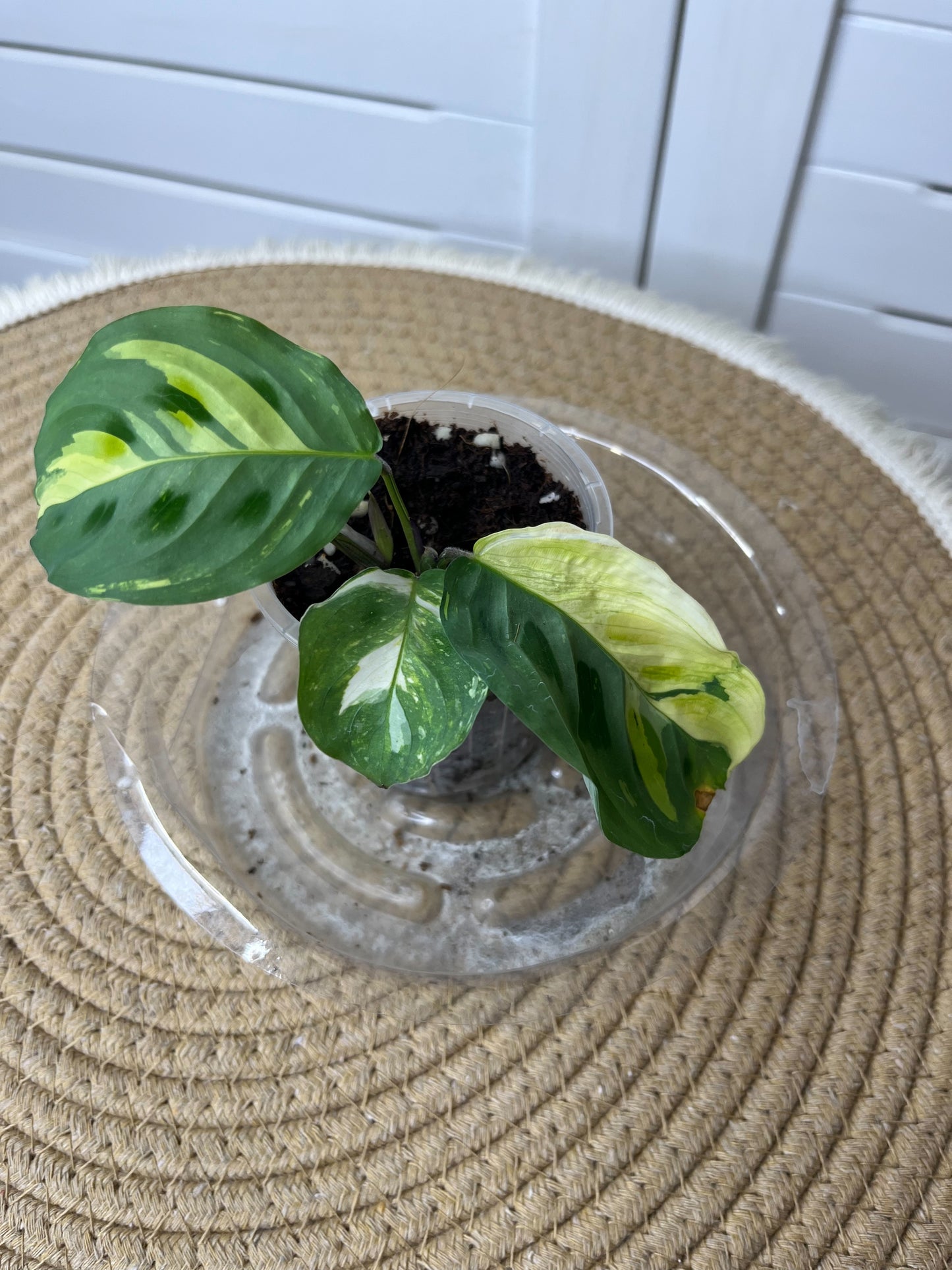 Maranta Variegated (Prayer Plant) 23