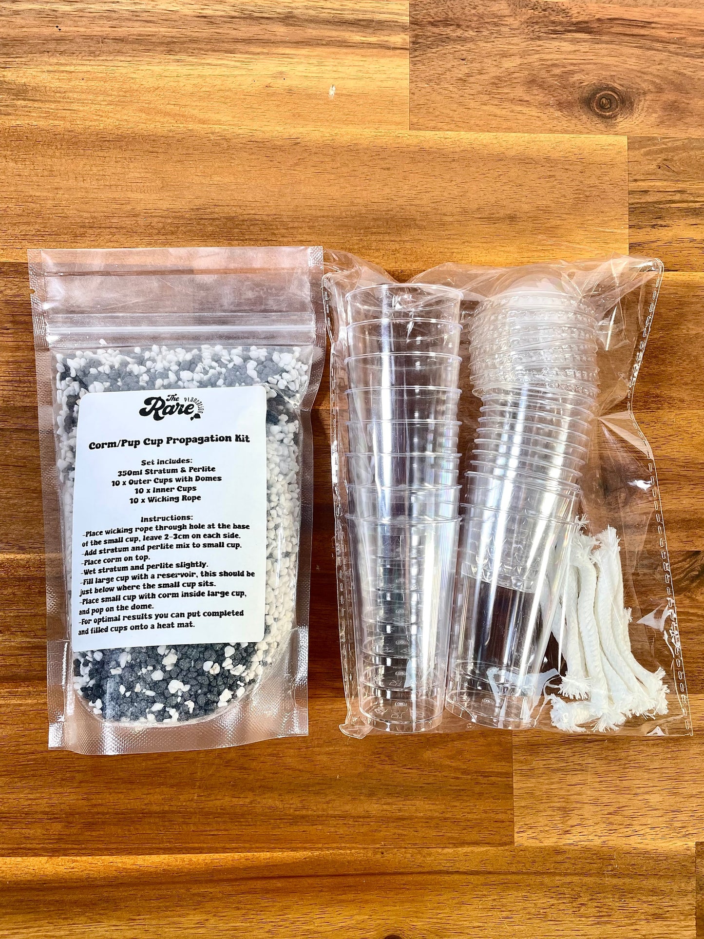 Alocasia Corm/Pup Cup Propagation Kit / The Rare Plantation