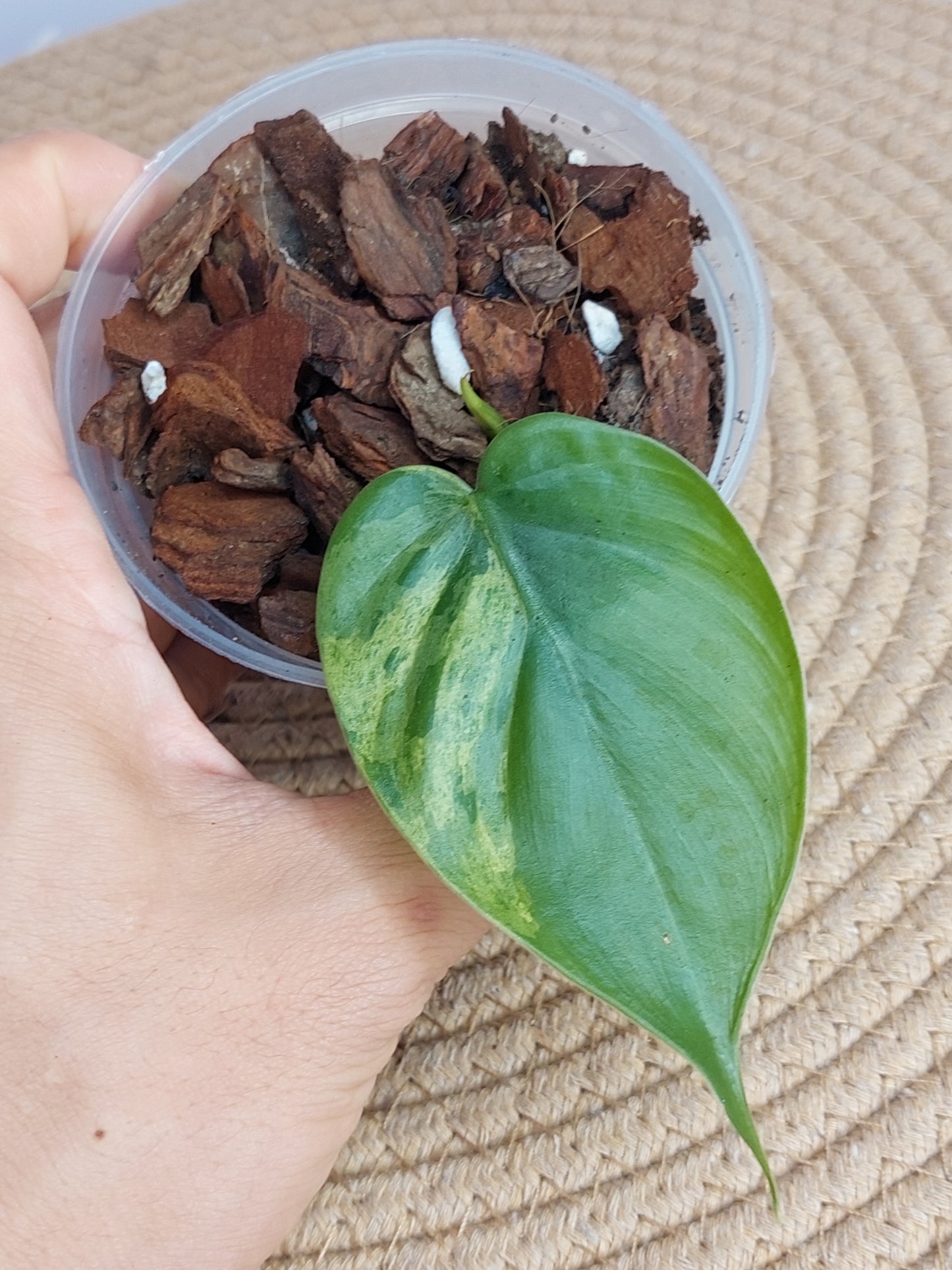 Philodendron Heartleaf Variegated - 1