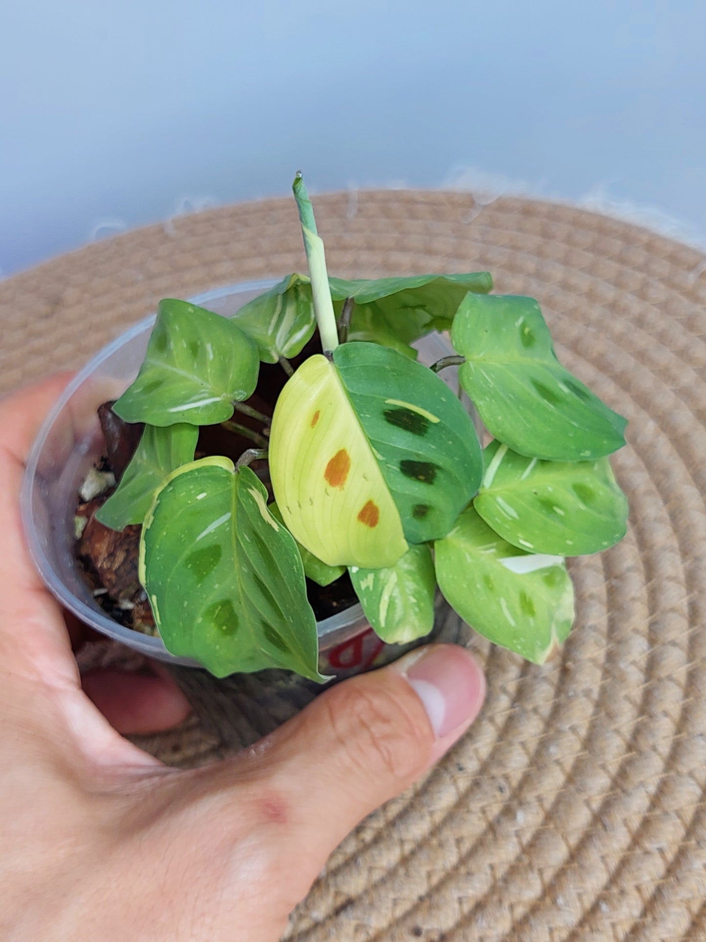 Prayer Plant(Maranta) Variegated - 1