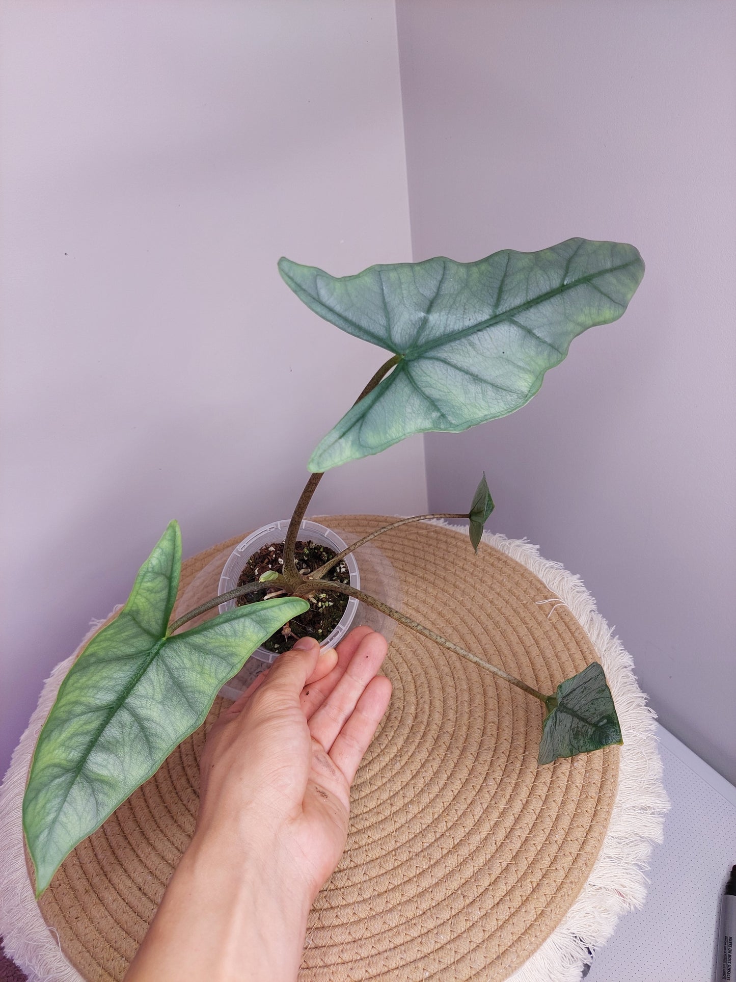 Alocasia Heterophylla Dragon Breath 1