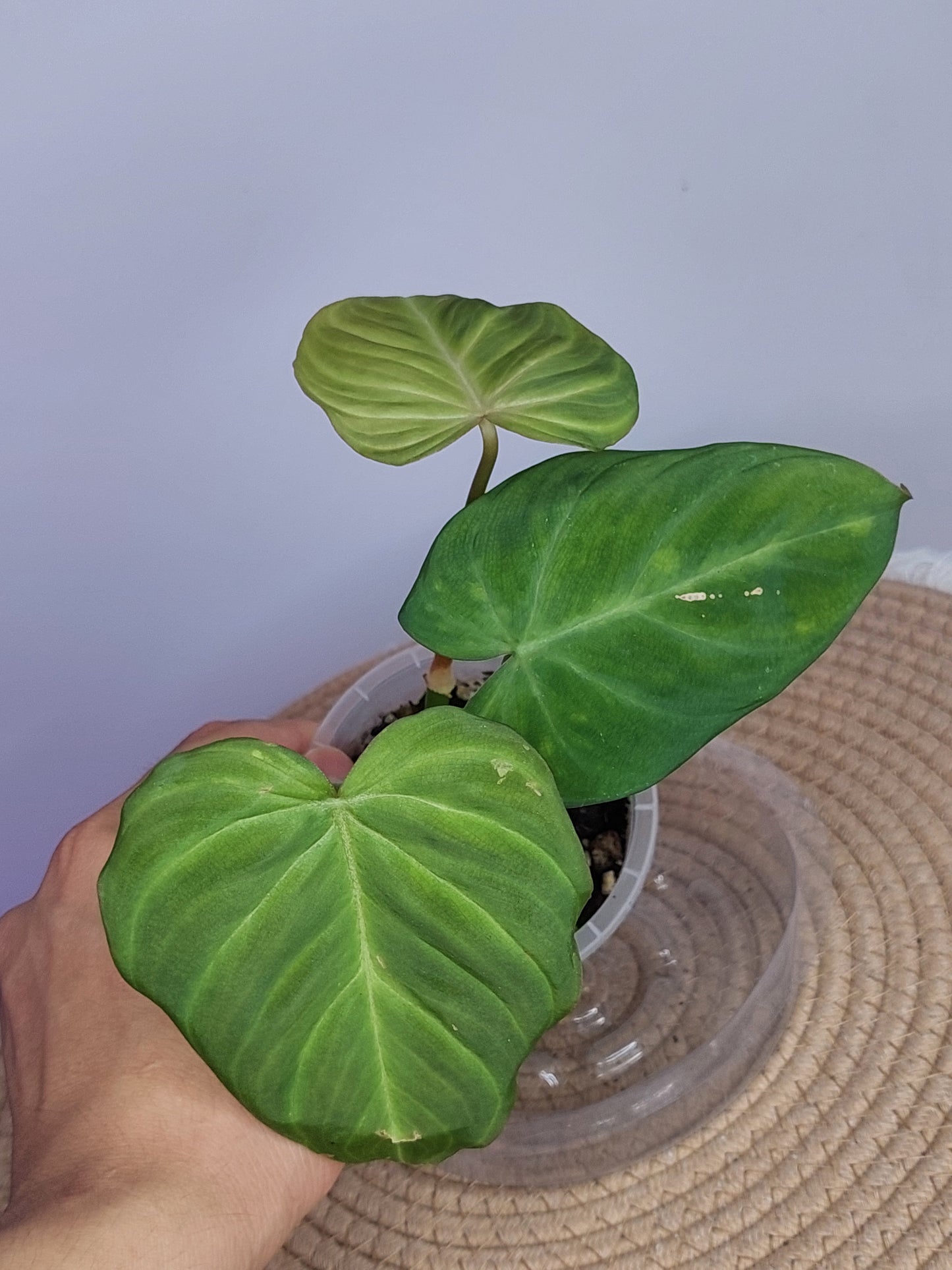 Philodendron Zeus 2