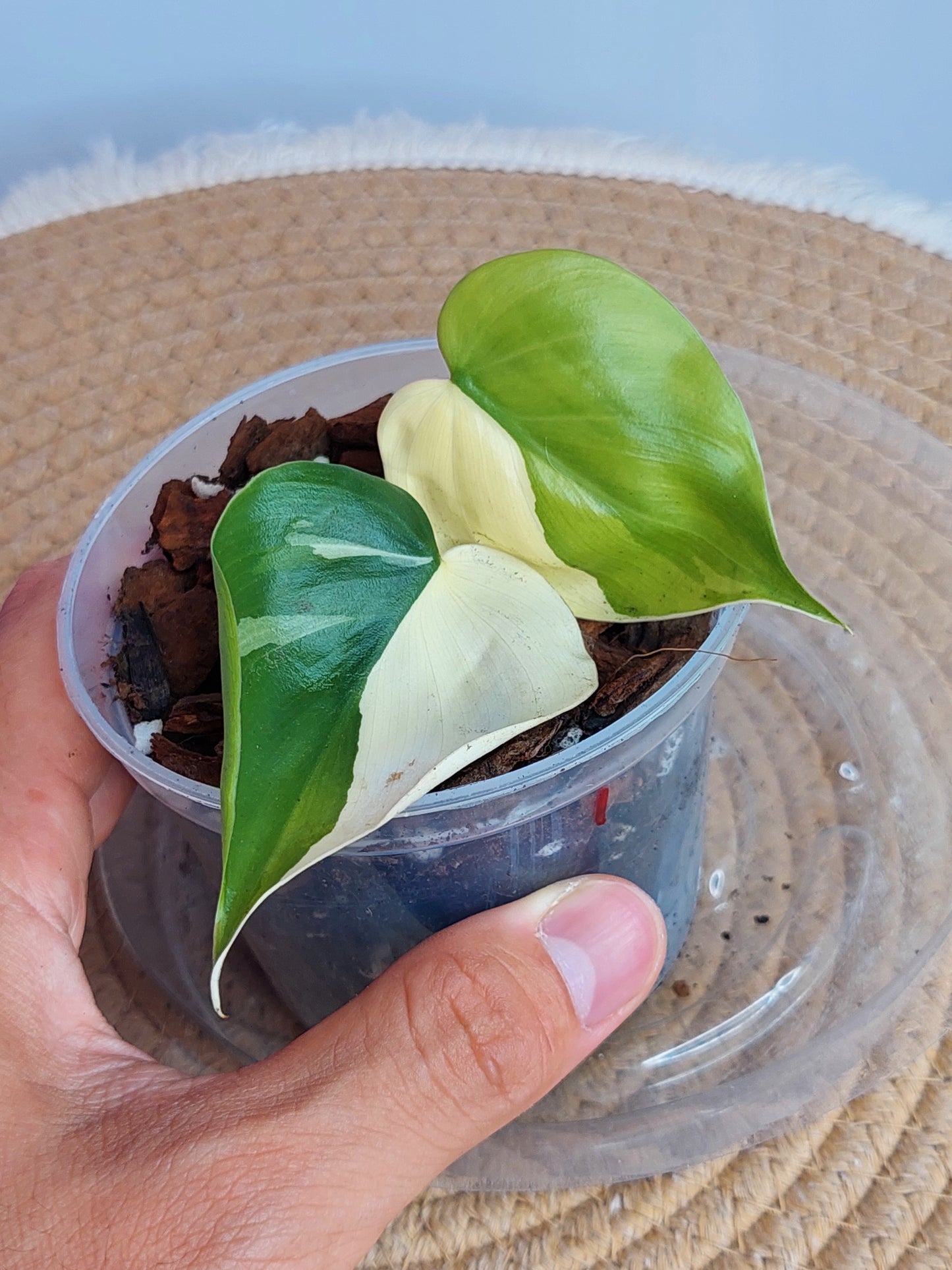 Philodendron Hederaceum(Heartleaf) ALBO Variegated #A