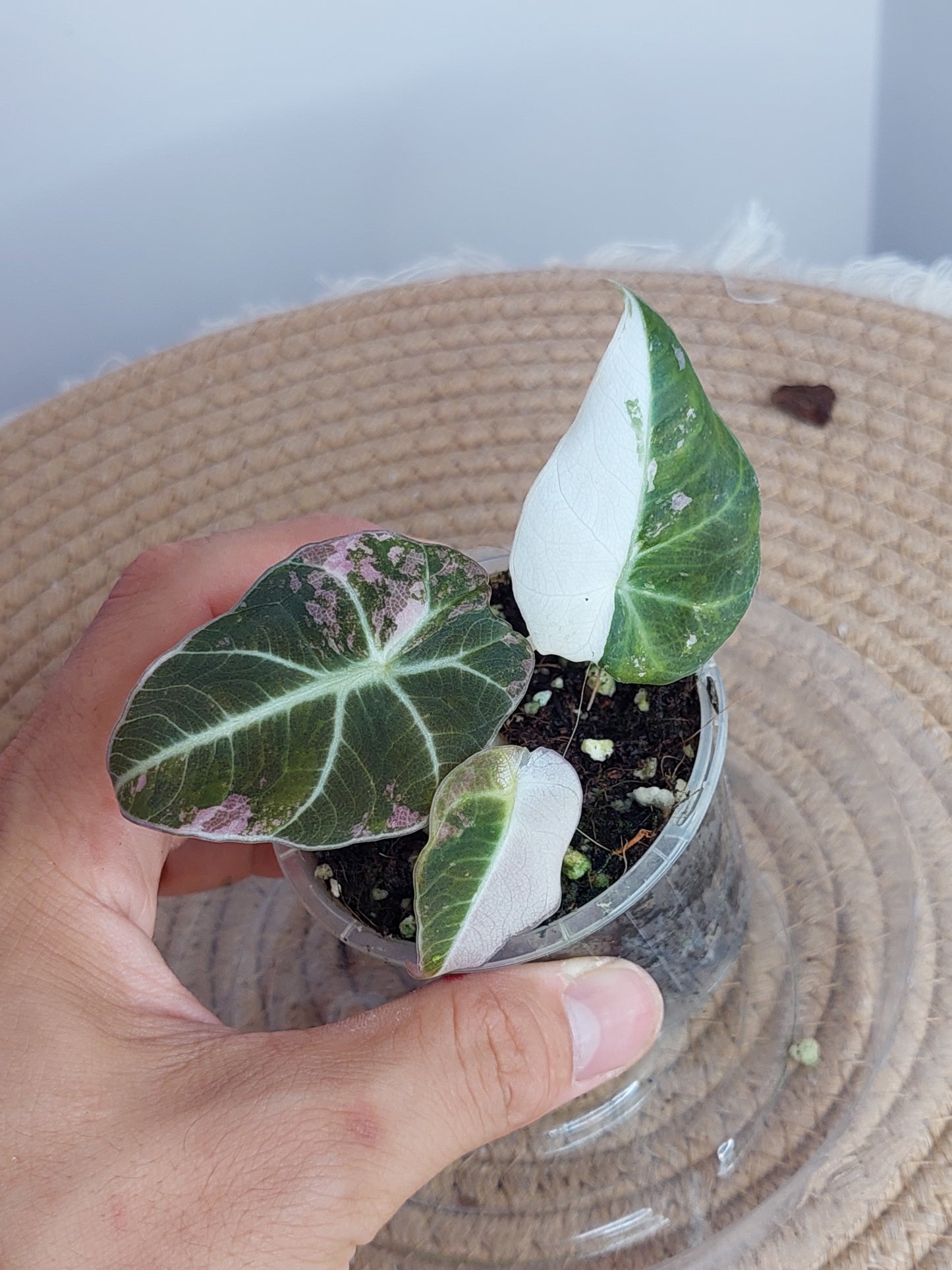 Alocasia Black Velvet Variegated 2